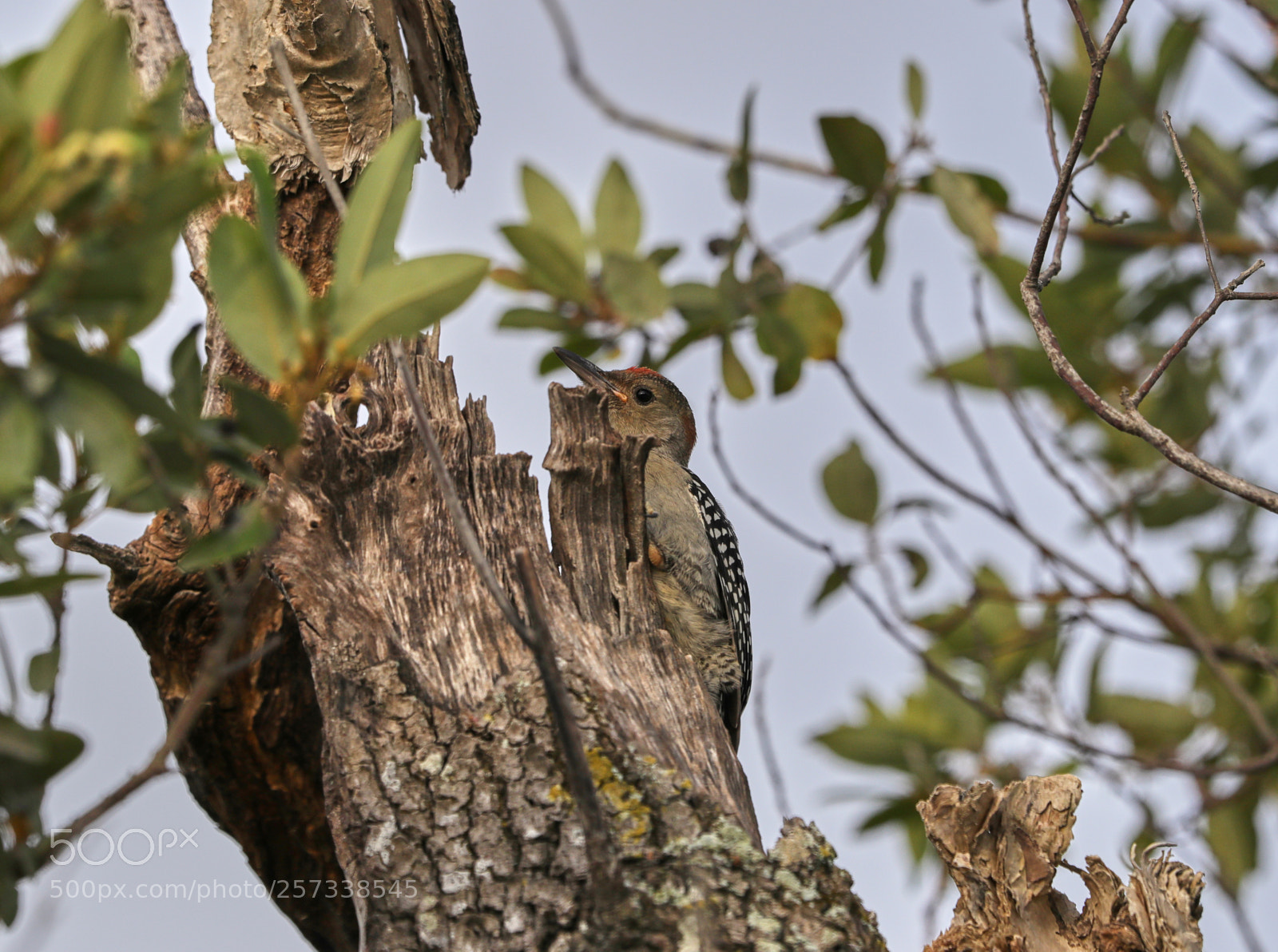 Canon EOS-1D X Mark II sample photo. 05-10-18-0017135 1.jpg photography