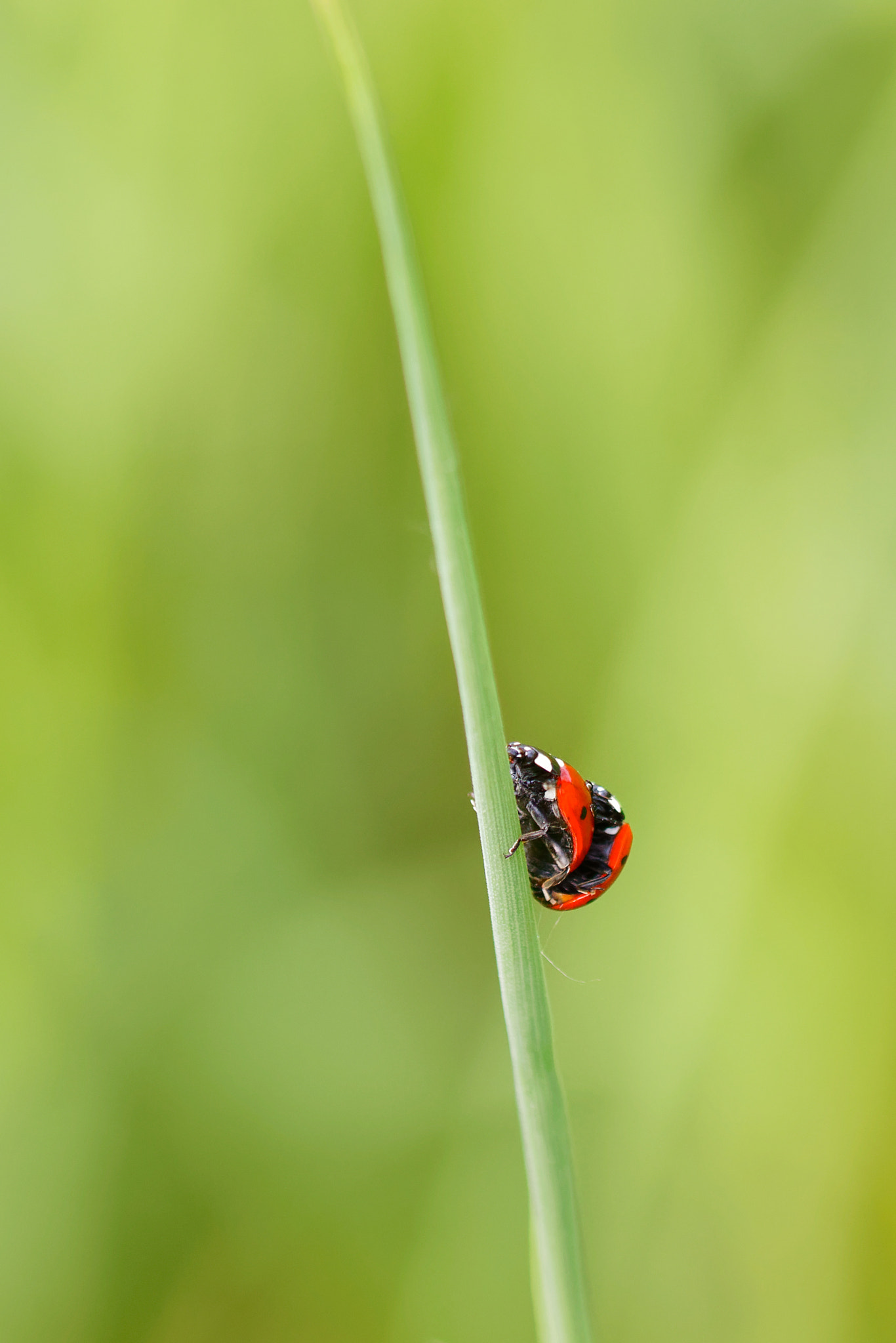Canon EF 100mm F2.8L Macro IS USM sample photo. Lovers photography