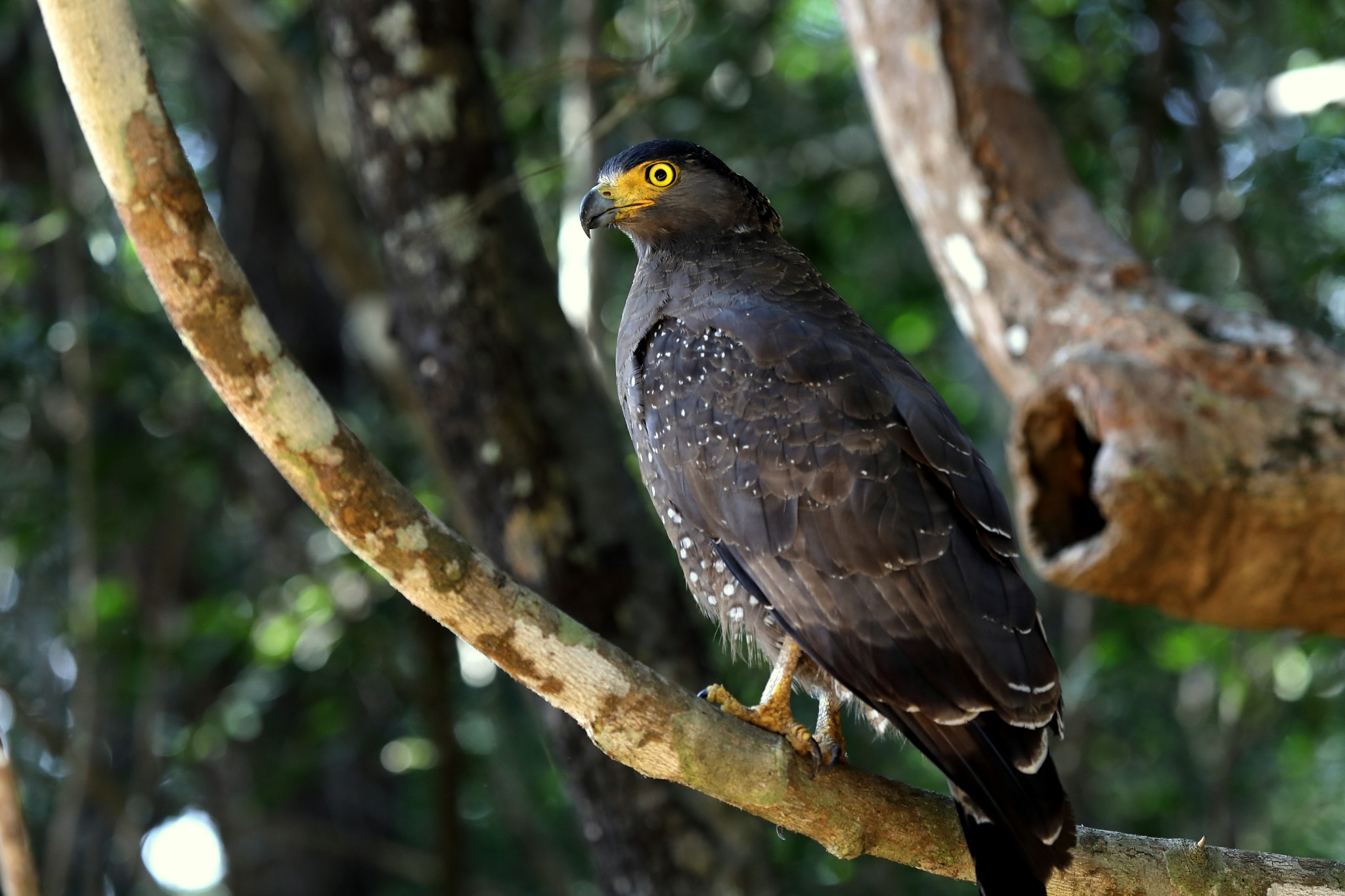 Canon EOS 5D Mark IV + Canon EF 100-400mm F4.5-5.6L IS USM sample photo. Crested serpent eagle photography