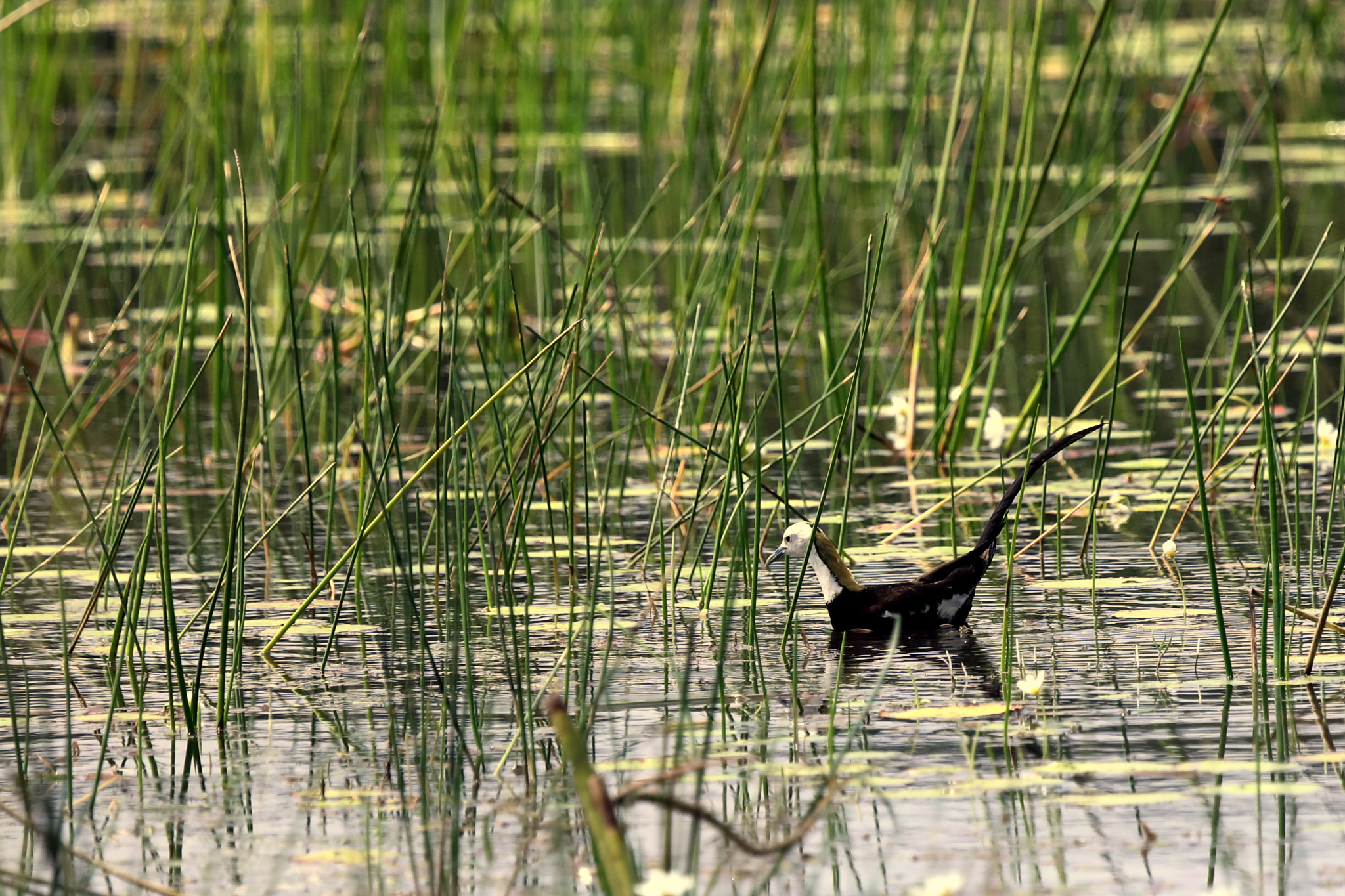 Canon EOS 5D Mark IV + Canon EF 100-400mm F4.5-5.6L IS USM sample photo. A jacana bird photography