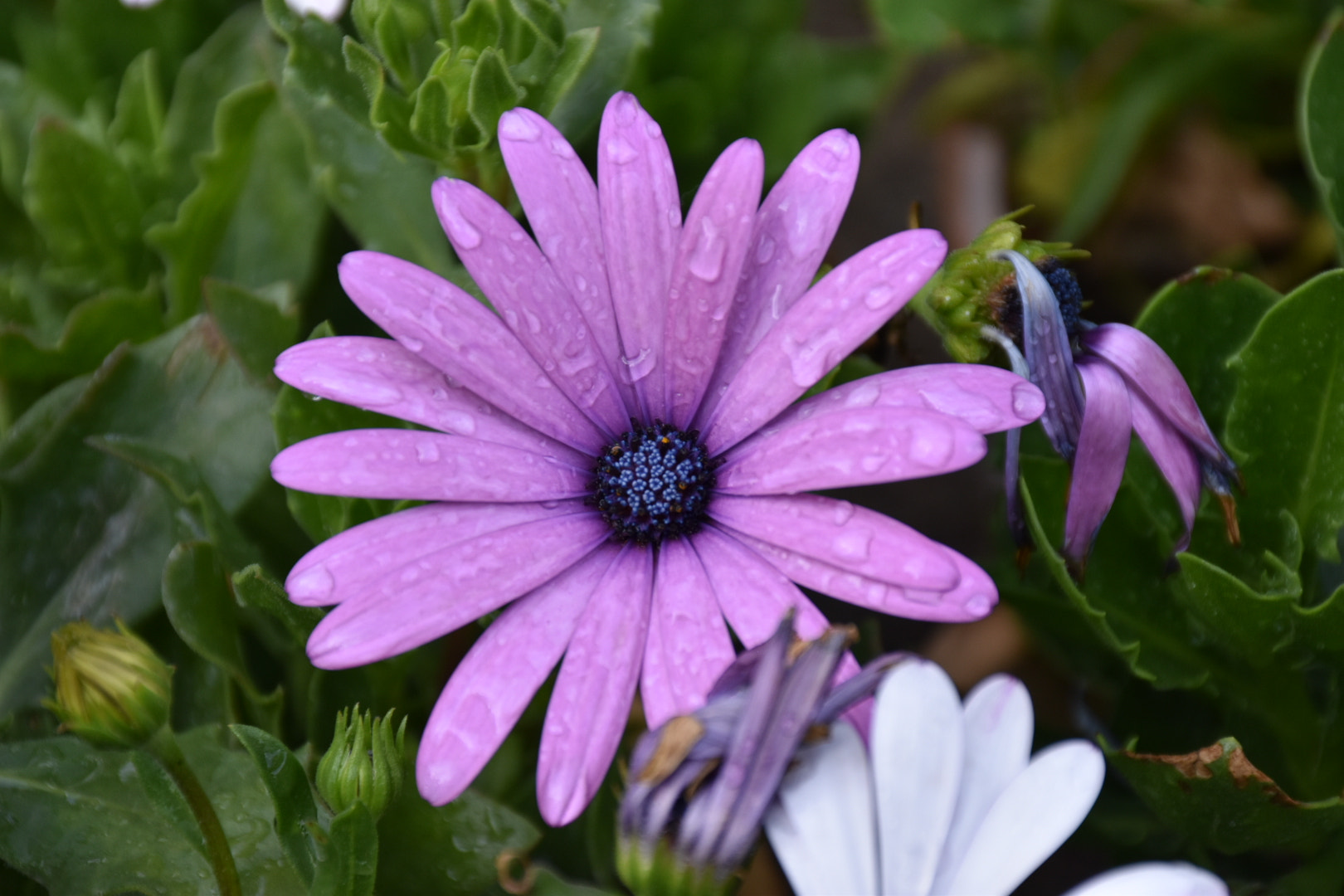 Nikon D5500 sample photo