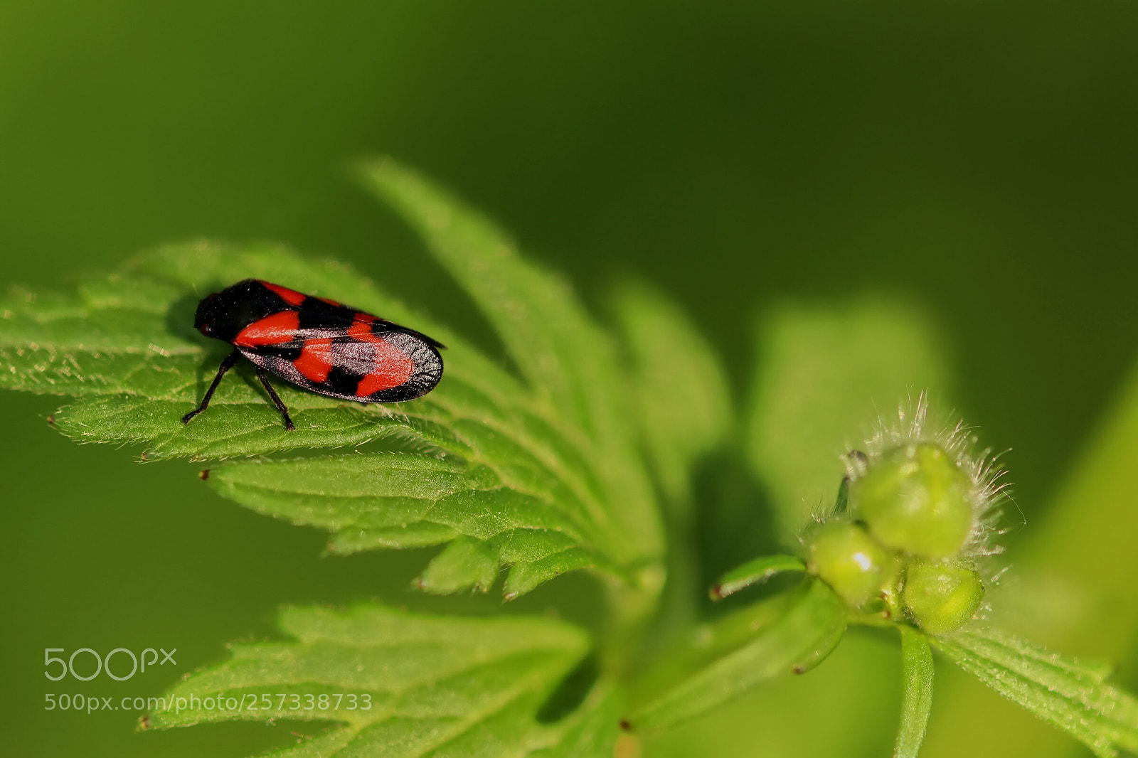 Canon EOS 77D (EOS 9000D / EOS 770D) sample photo. One other view! photography