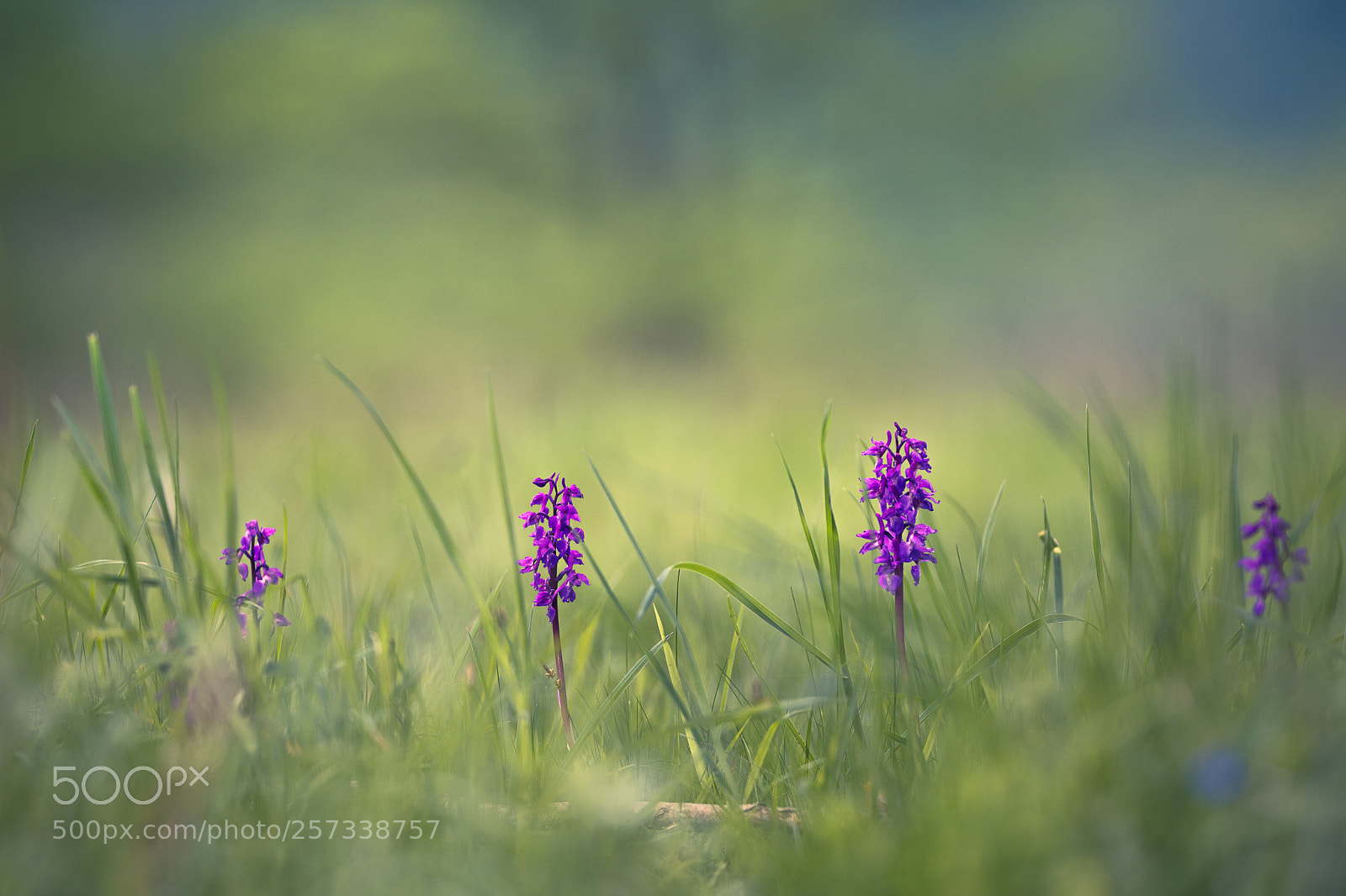 Nikon D7200 sample photo. Orchis mascula photography