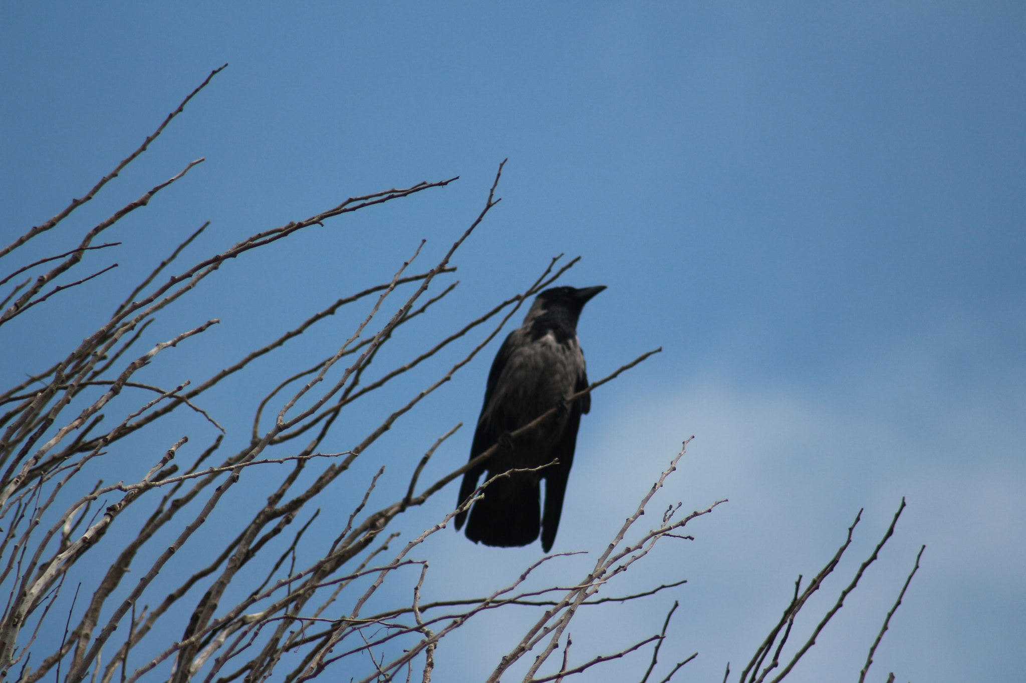 Canon EOS 700D (EOS Rebel T5i / EOS Kiss X7i) sample photo. On the tree photography