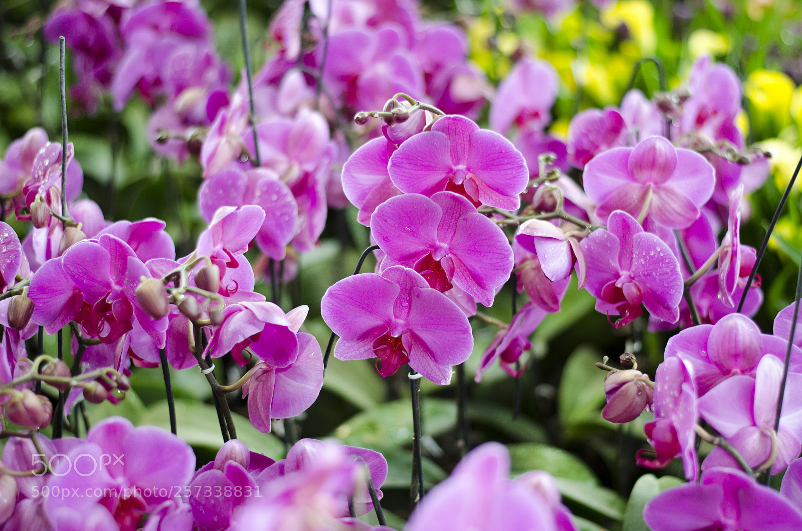 Nikon D5100 sample photo. Orchids photography