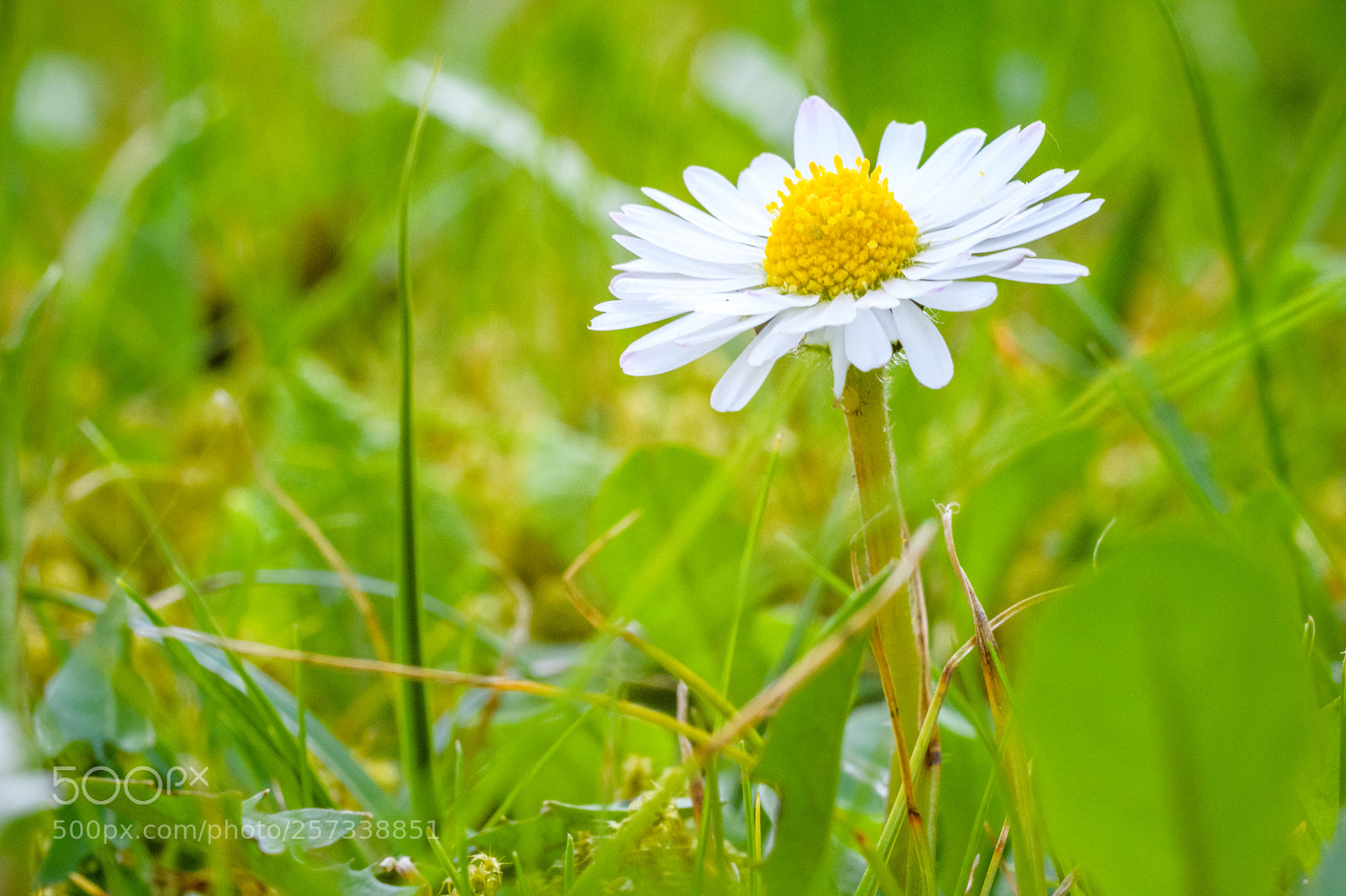 Nikon D500 sample photo. Camomile photography