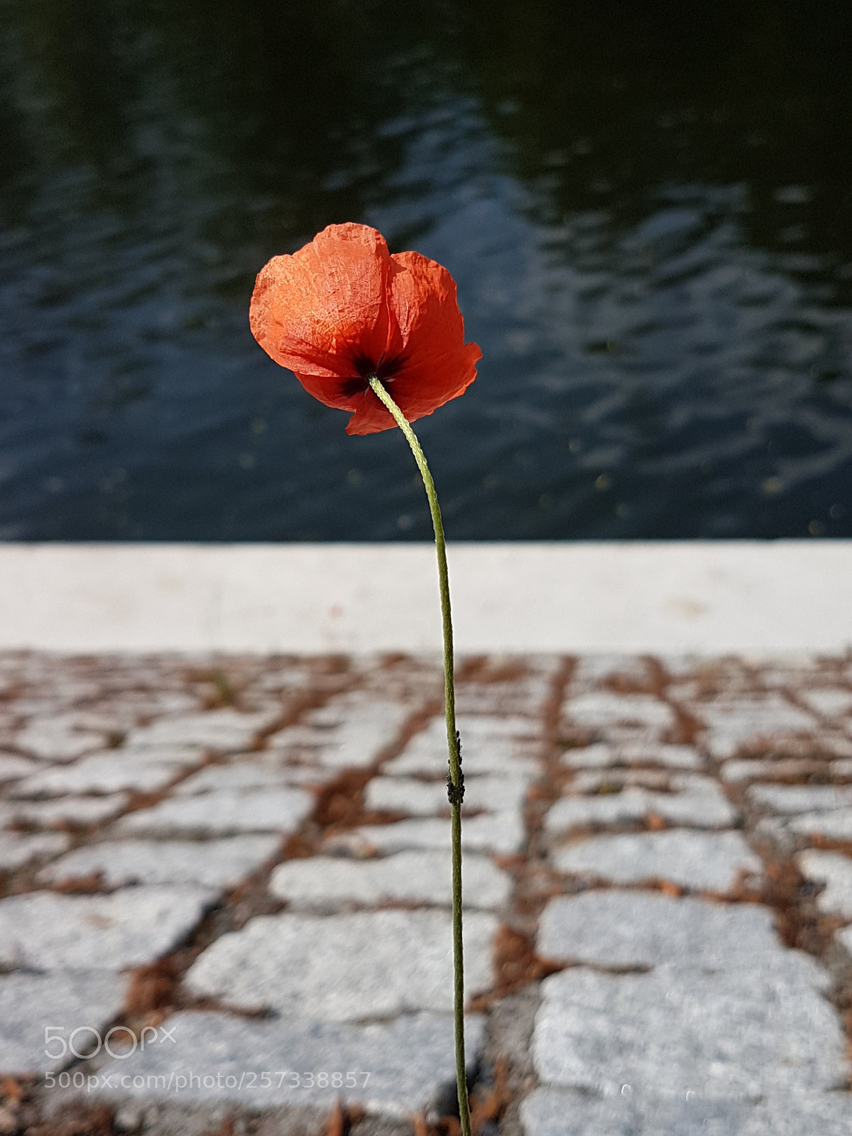 Samsung Galaxy S7 sample photo. Poppy photography