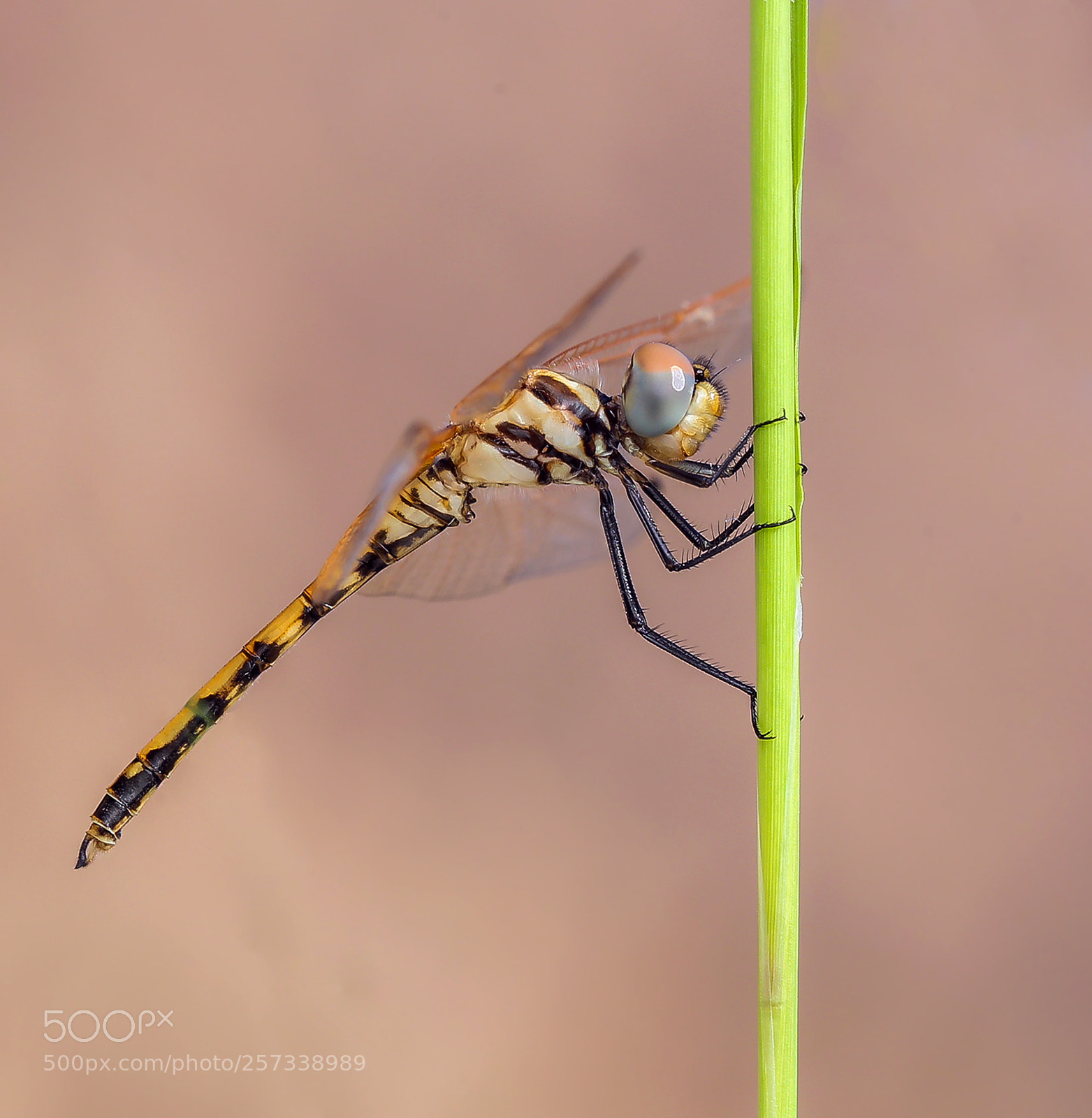 Canon EOS 6D sample photo. Dragonfly photography