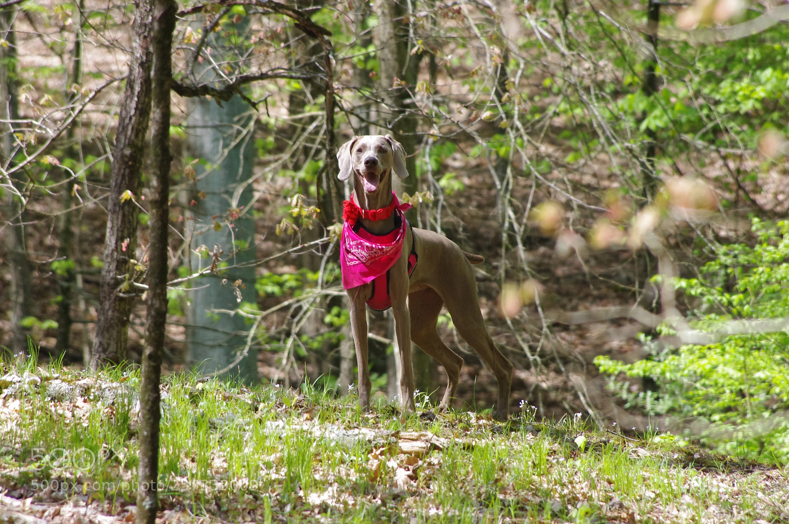 Pentax K-x sample photo. My beautiful girl gianna photography
