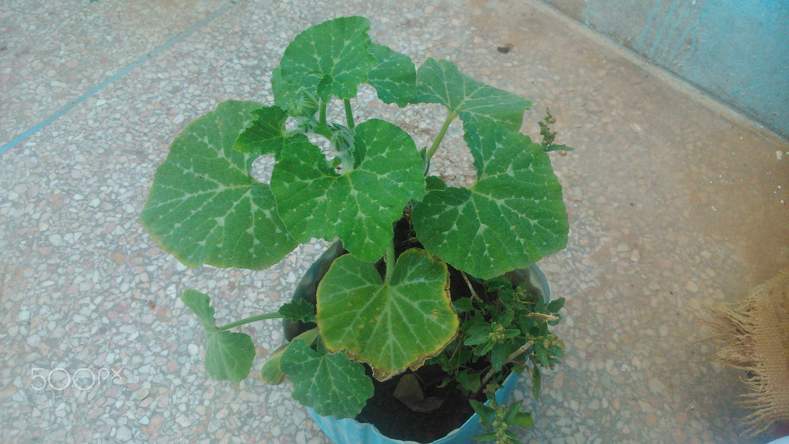 Sony Xperia L sample photo. Dsc photography