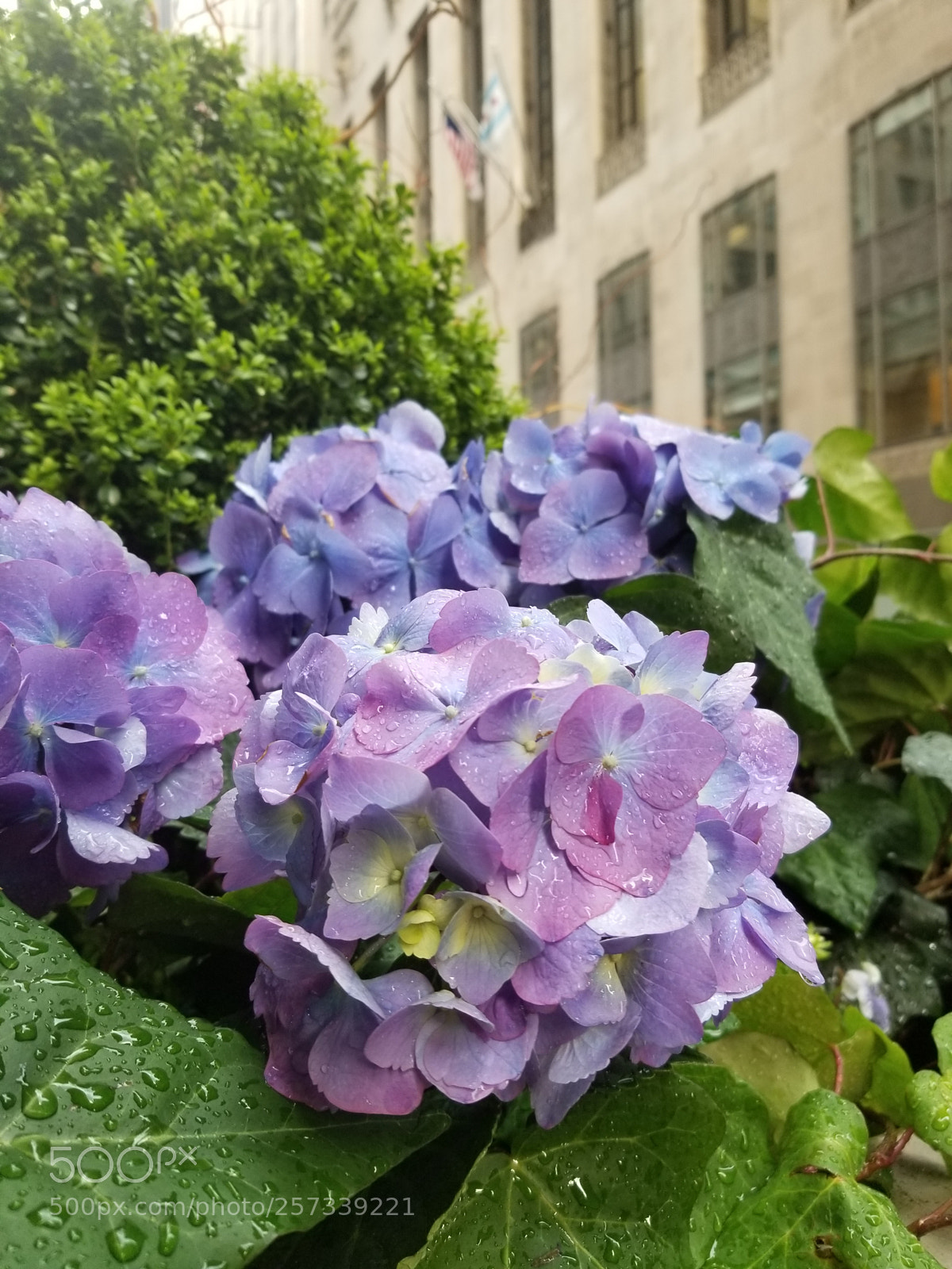 Samsung Galaxy S8 sample photo. Raindrops photography