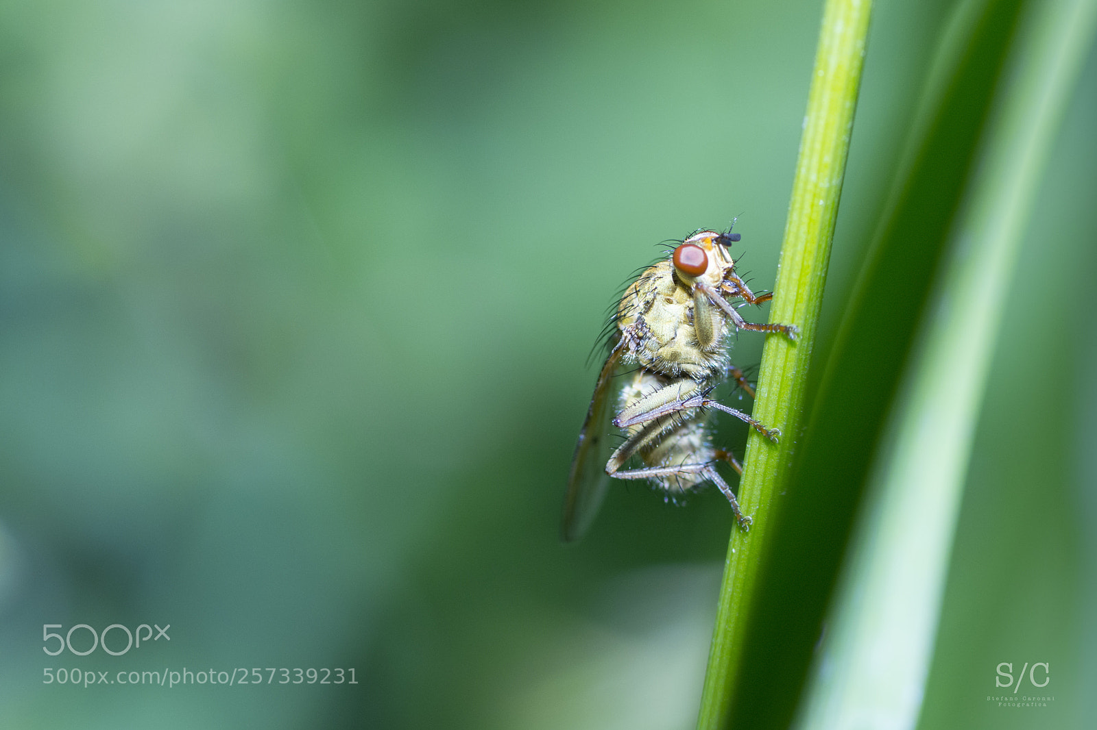Nikon D7200 sample photo. Insect #9 photography