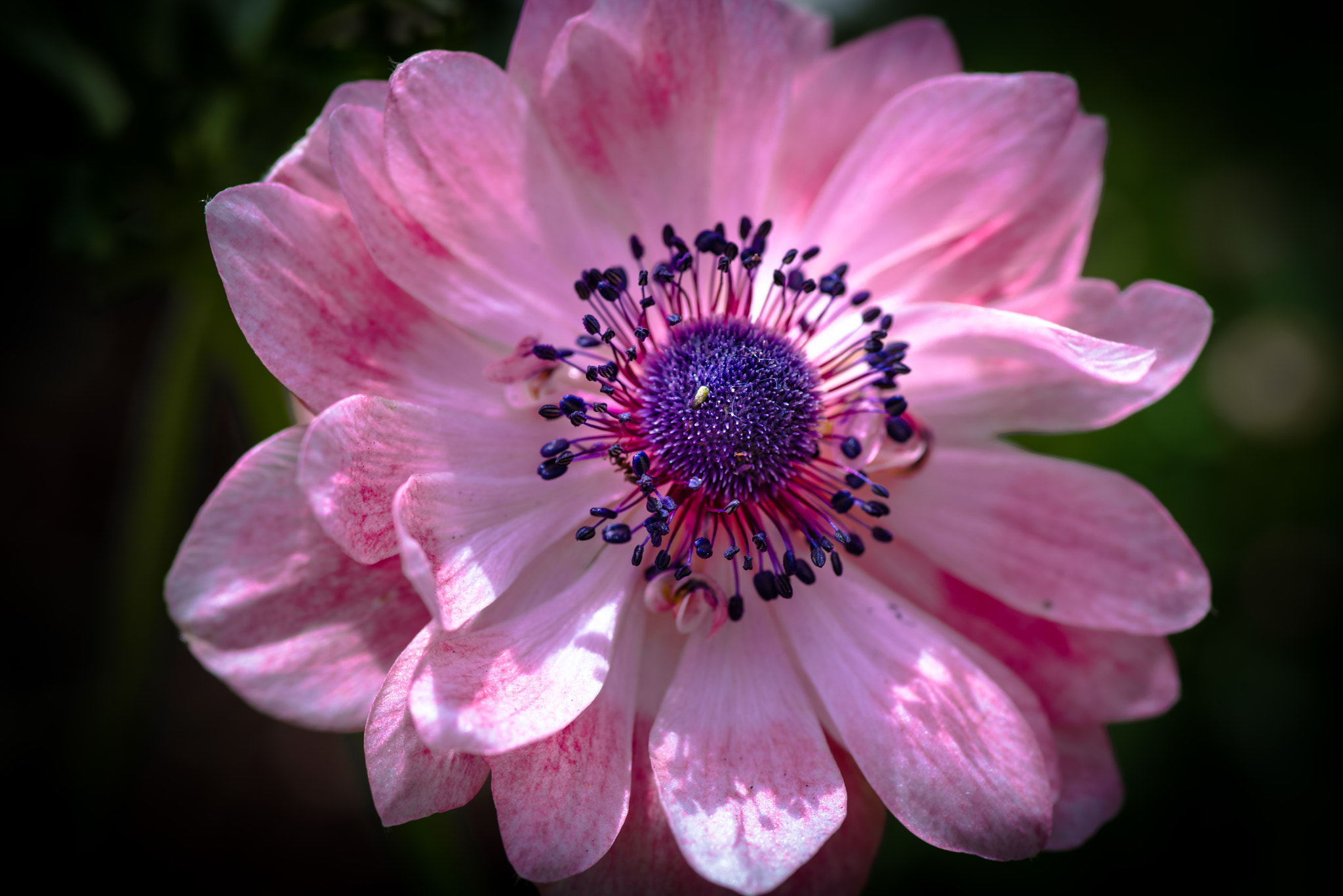 Pentax K-1 Mark II sample photo. Pink anemone photography