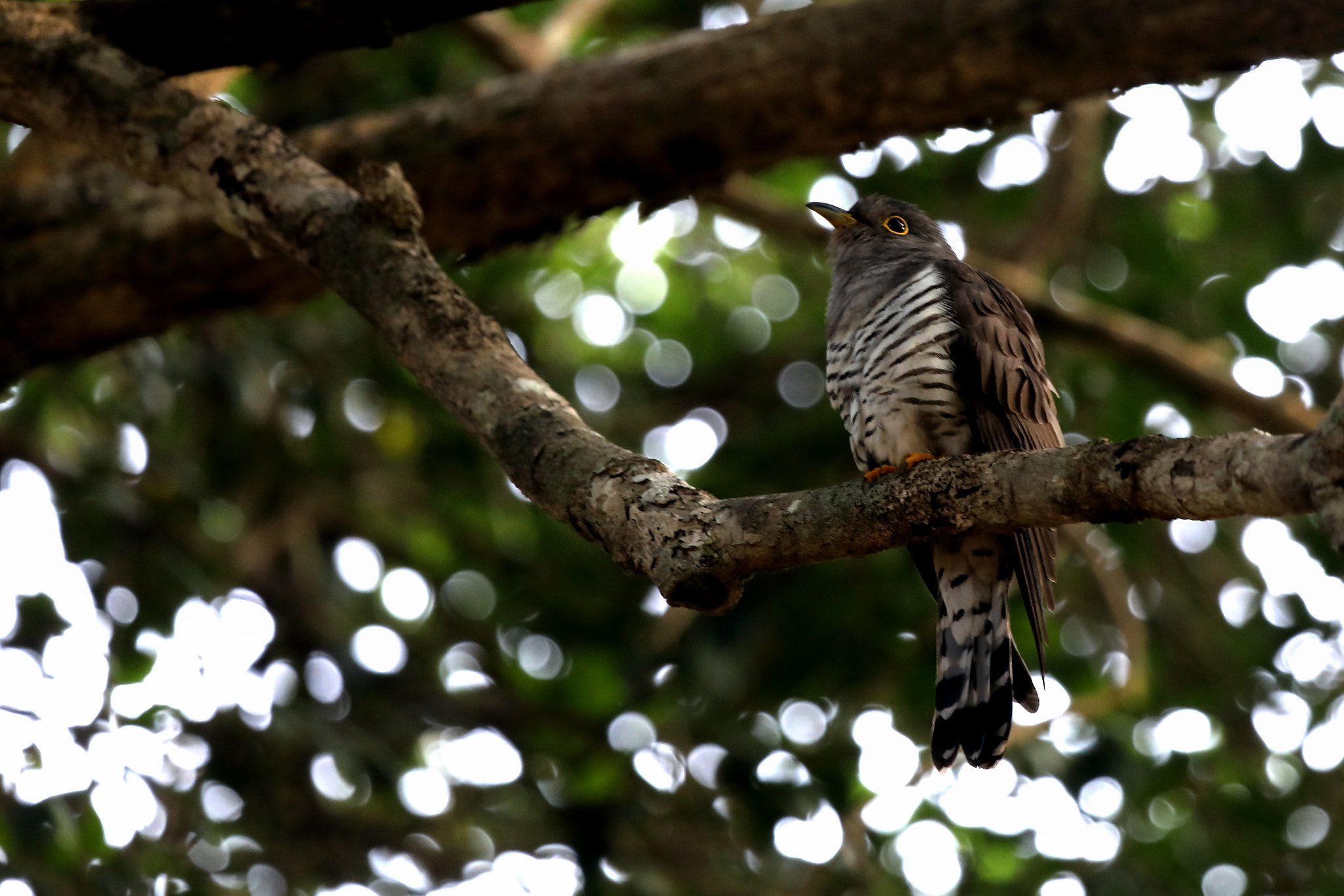 Canon EOS 5D Mark IV + Canon EF 100-400mm F4.5-5.6L IS USM sample photo. Lesser cuckoo photography