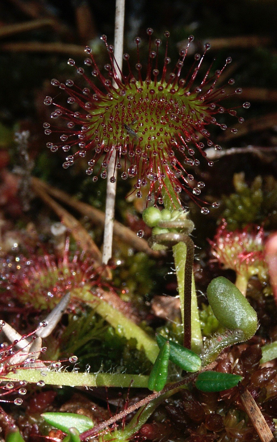 KONICA MINOLTA DiMAGE 7Hi sample photo. Drosera rotundifolia photography