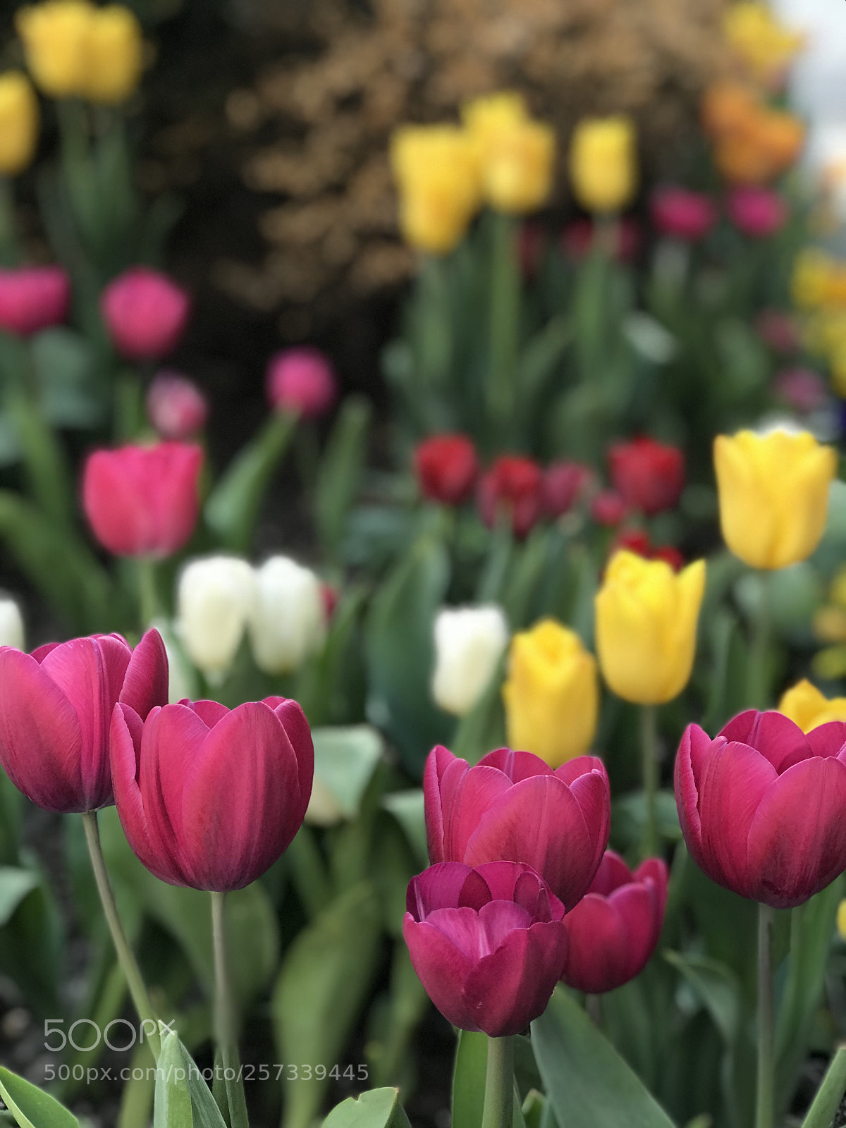 Apple iPhone 7 Plus sample photo. Spring photography