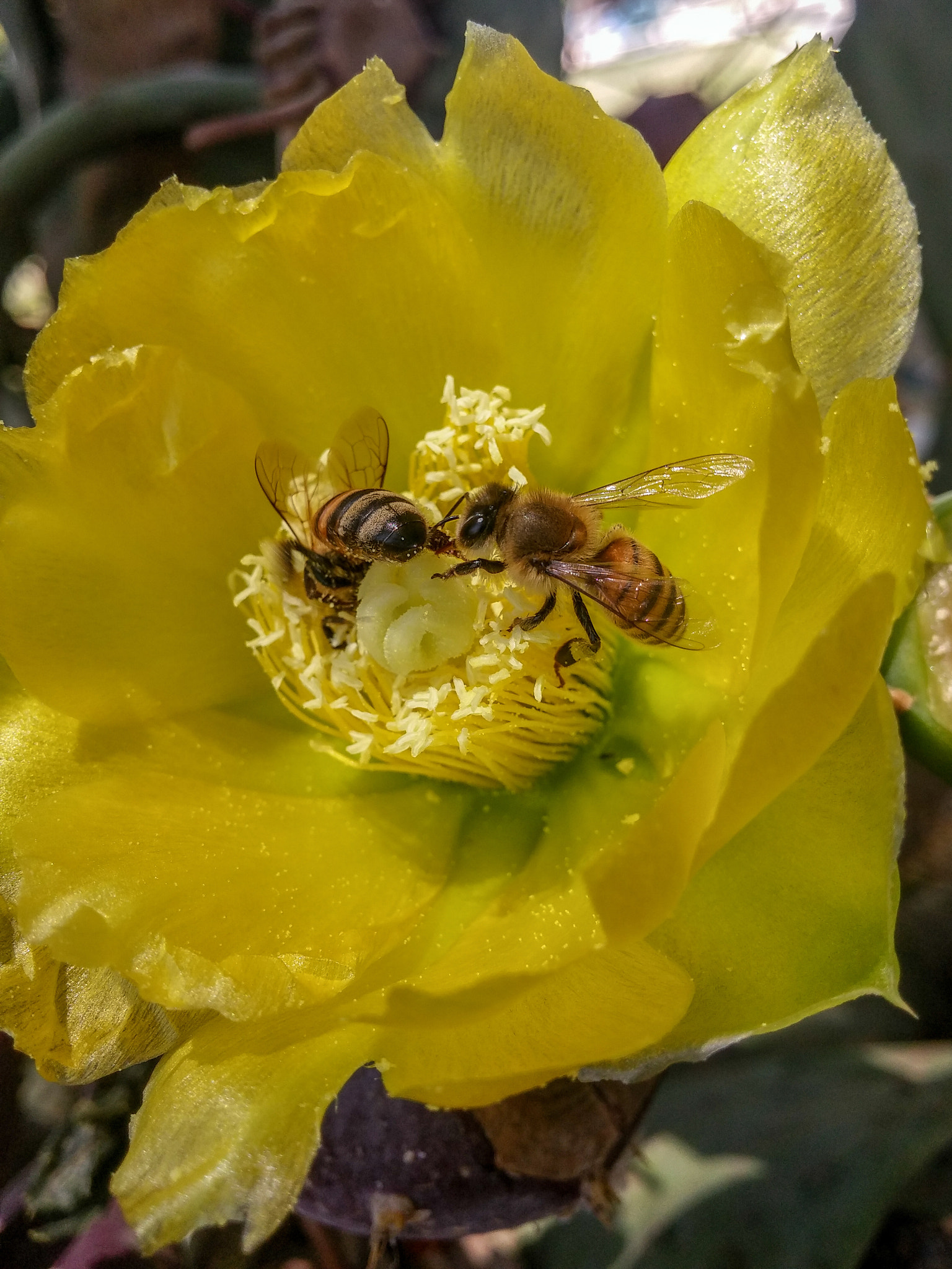 LG G3 sample photo. Bees photography