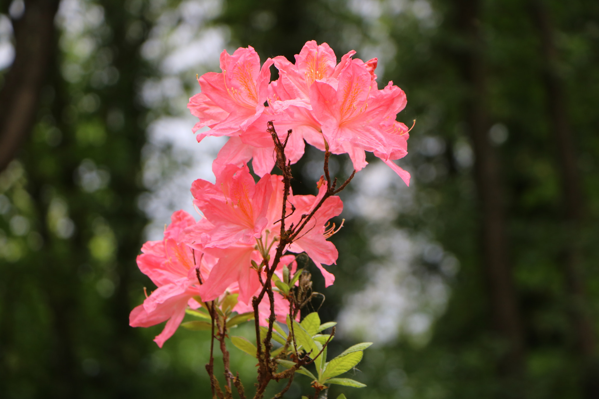 Canon EOS 760D (EOS Rebel T6s / EOS 8000D) sample photo. Floralie - 1 photography