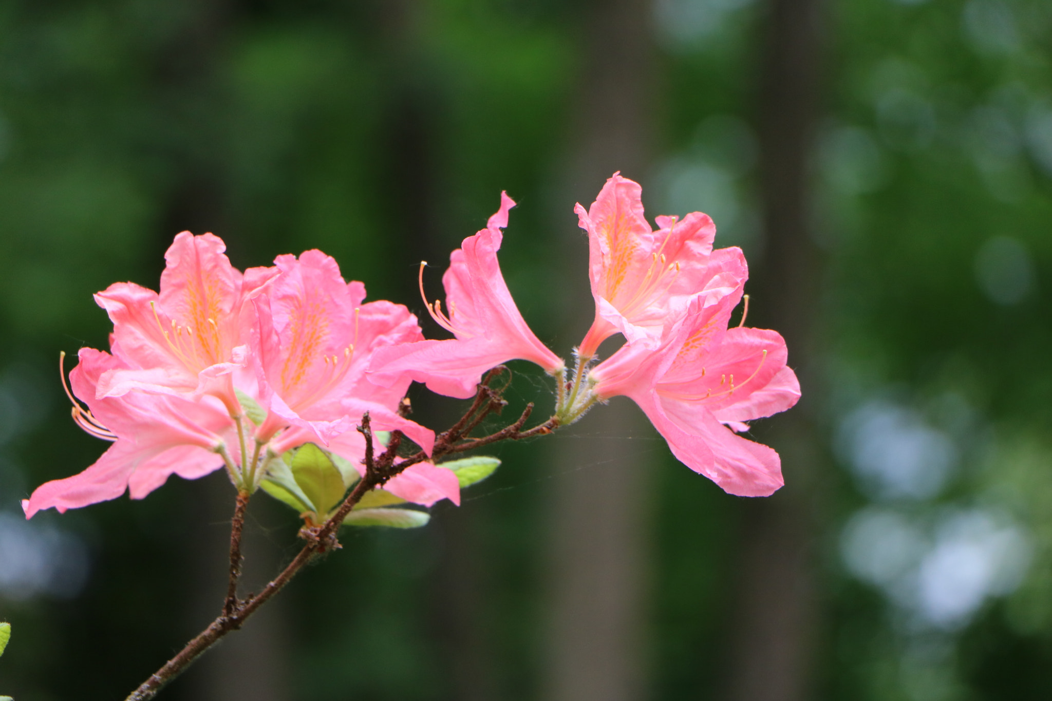 Canon EOS 760D (EOS Rebel T6s / EOS 8000D) sample photo. Floralie - 11 photography
