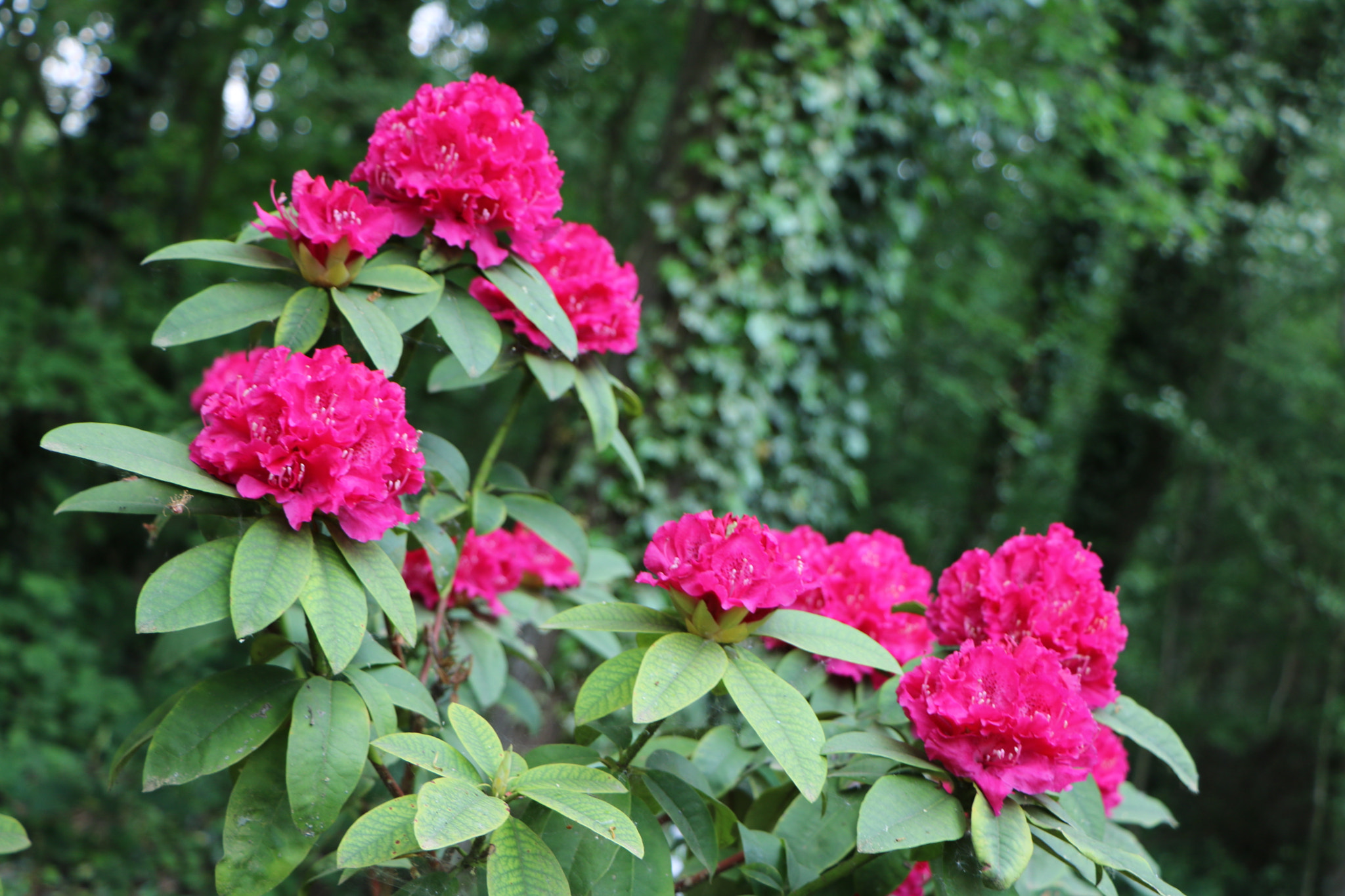 Canon EOS 760D (EOS Rebel T6s / EOS 8000D) sample photo. Floralie - 10 photography
