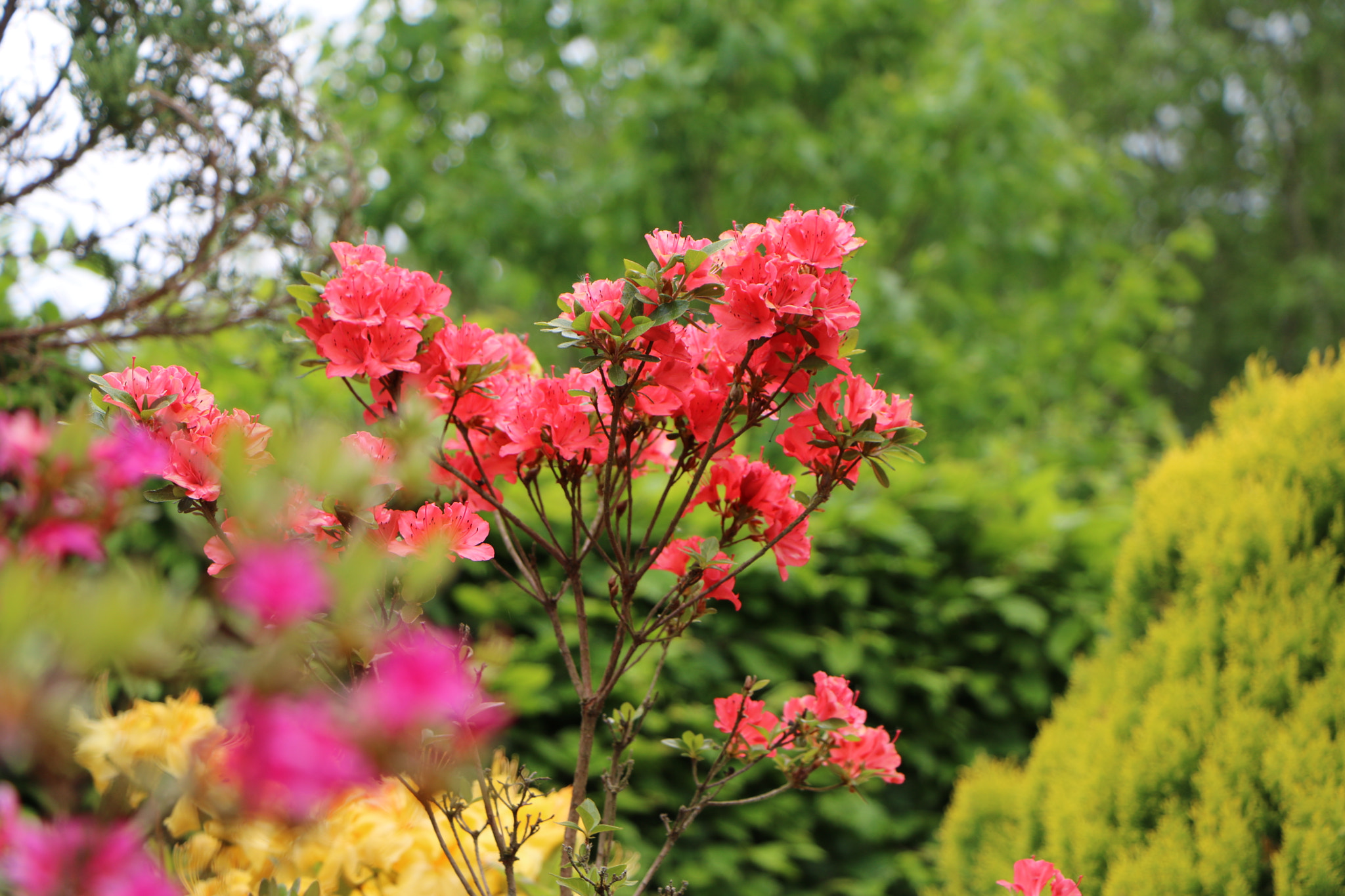 Canon EOS 760D (EOS Rebel T6s / EOS 8000D) sample photo. Floralie - 4 photography