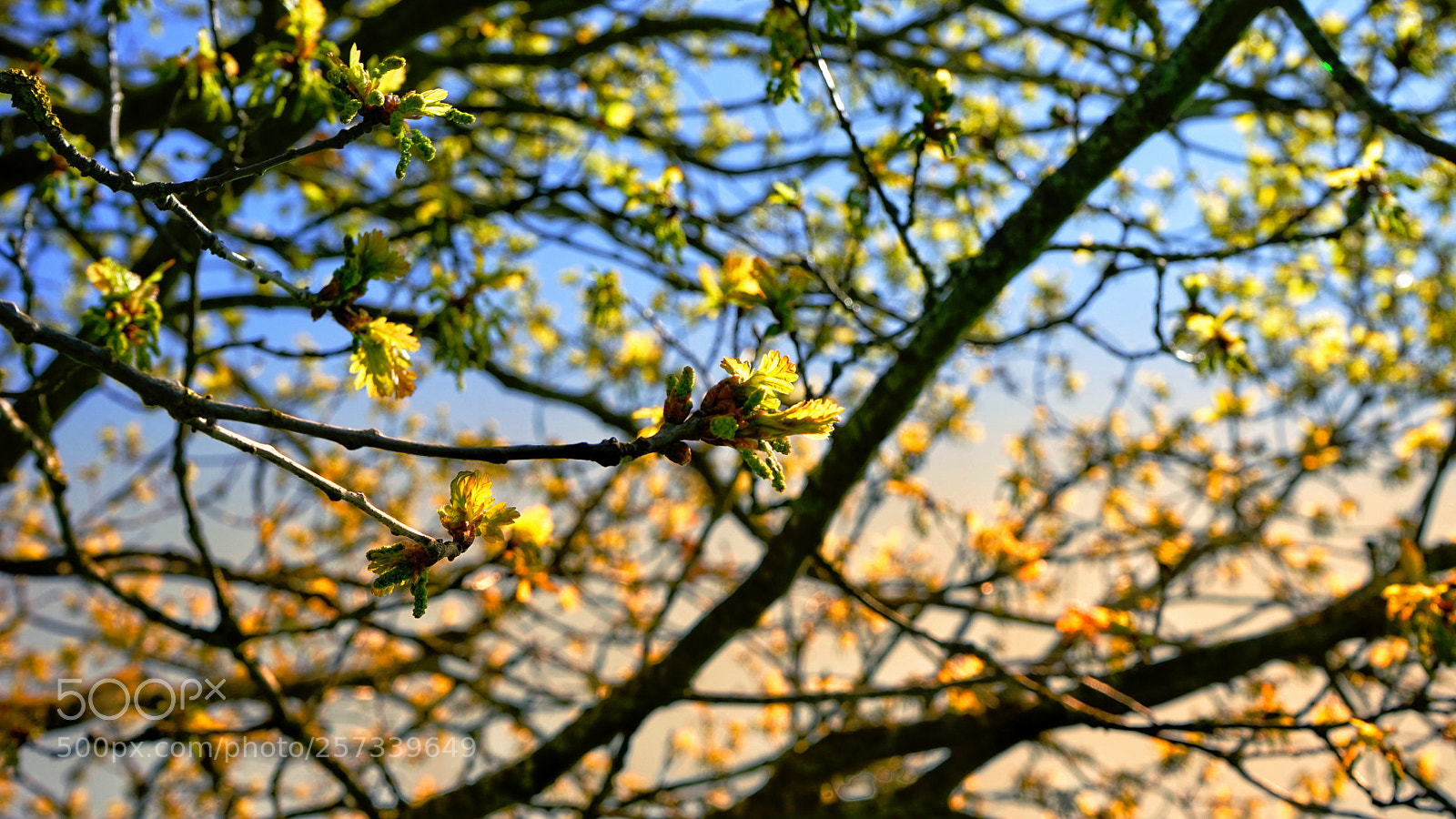 Sony a7 sample photo. Untitled photography