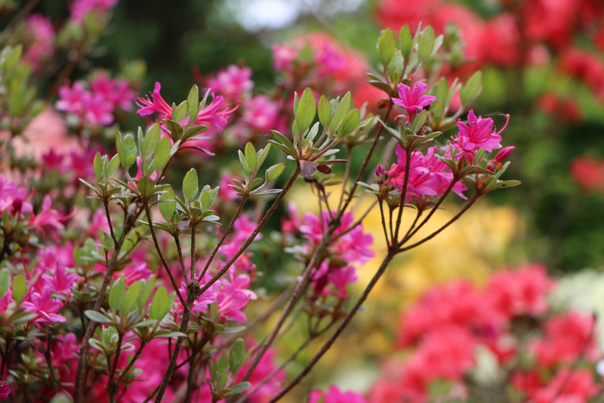 Canon EOS 760D (EOS Rebel T6s / EOS 8000D) sample photo. Floralie - 6 photography