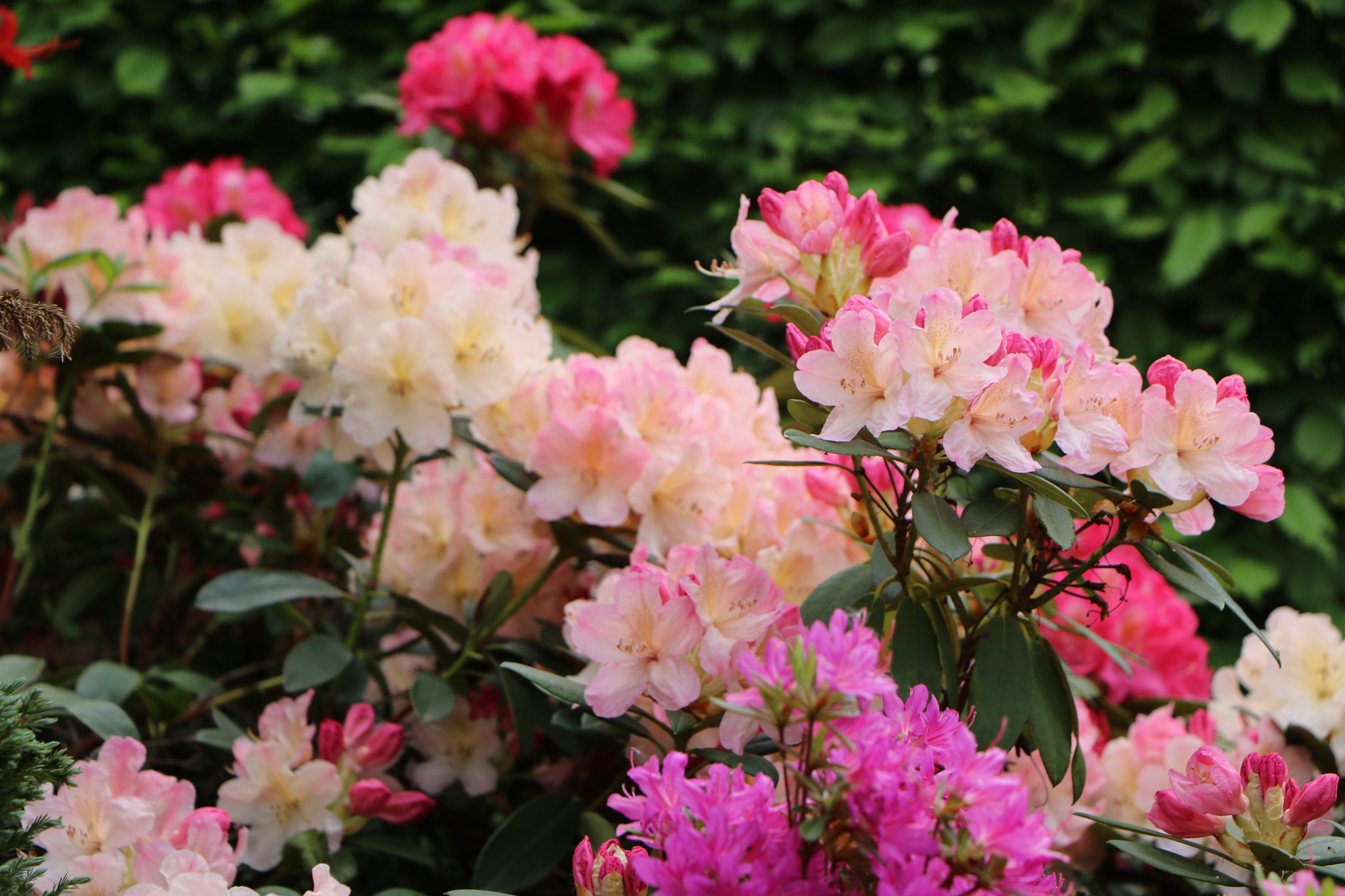 Canon EOS 760D (EOS Rebel T6s / EOS 8000D) sample photo. Floralie - 7 photography