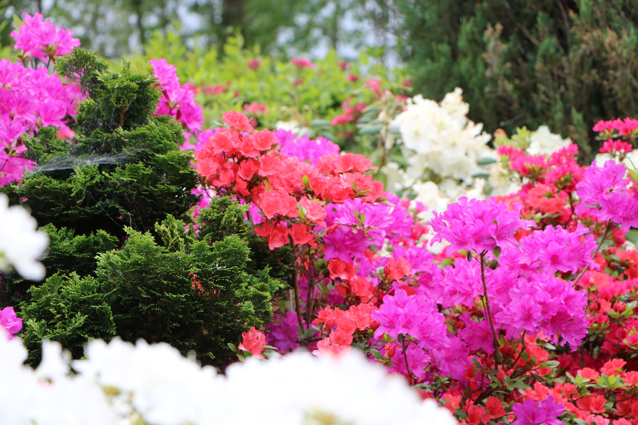 Canon EOS 760D (EOS Rebel T6s / EOS 8000D) sample photo. Floralie - 8 photography