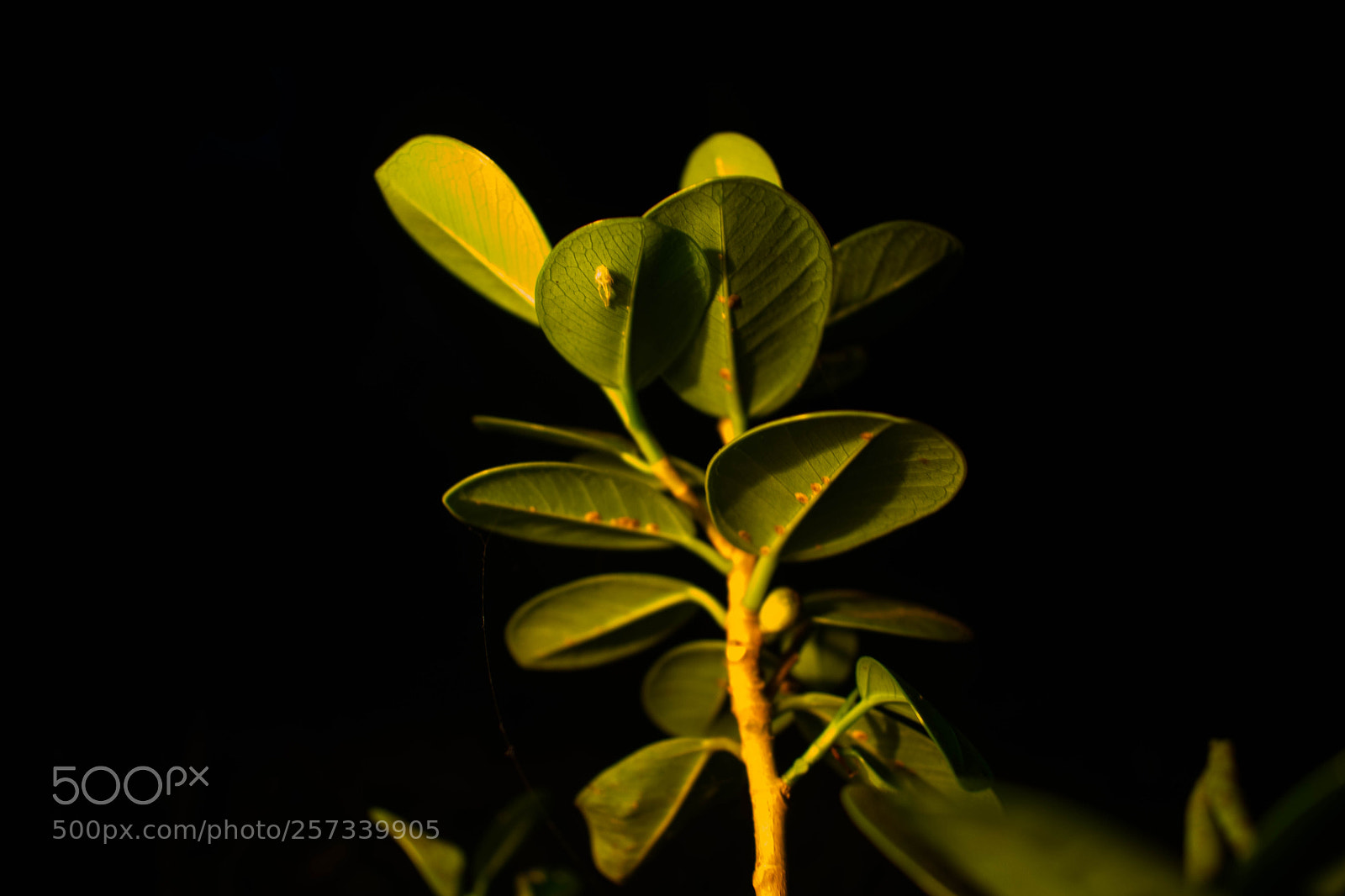 Nikon D5300 sample photo. Plant photography