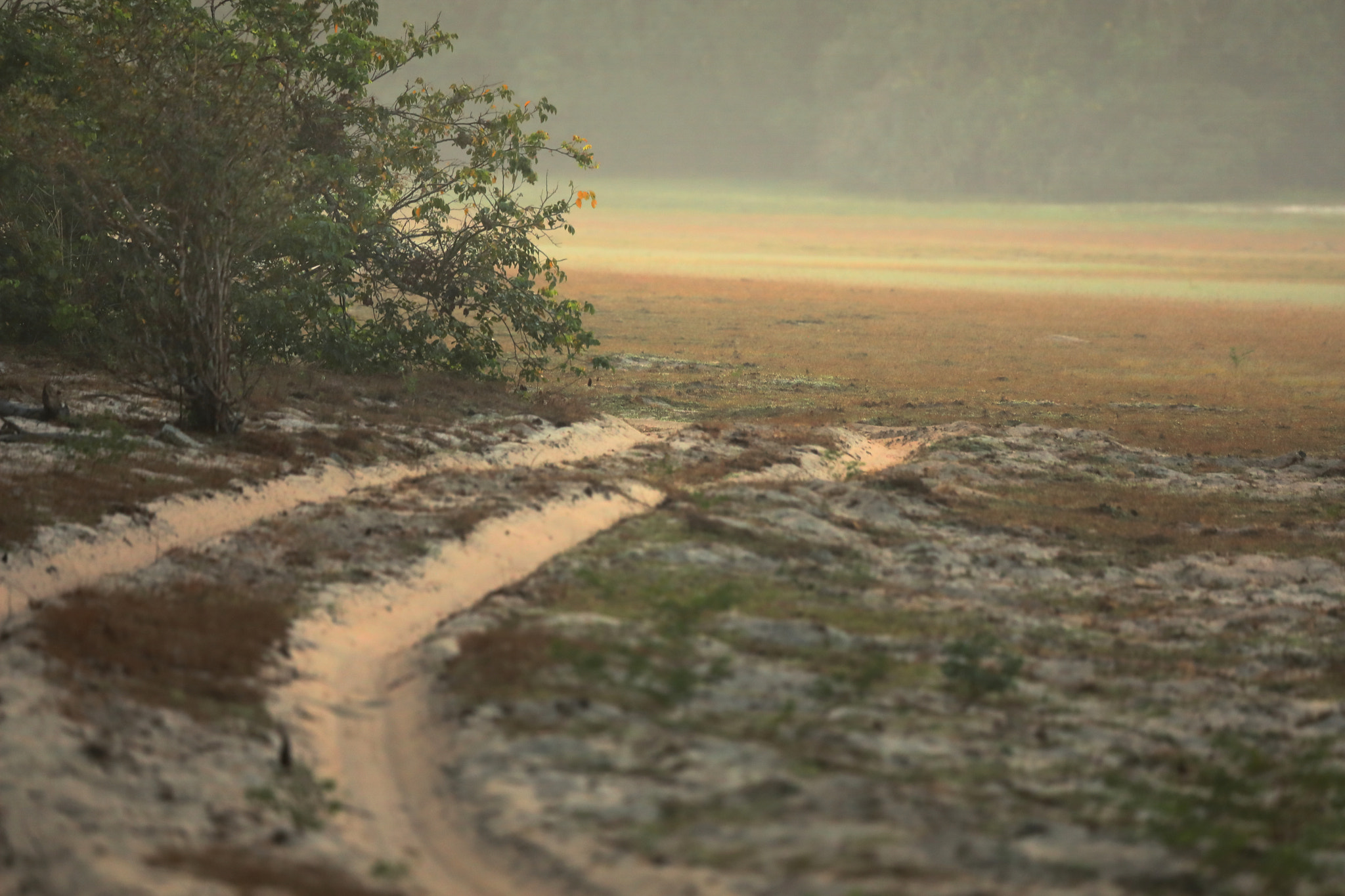 Canon EOS 5D Mark IV + Canon EF 100-400mm F4.5-5.6L IS USM sample photo. Dawn, wllpattu national park photography