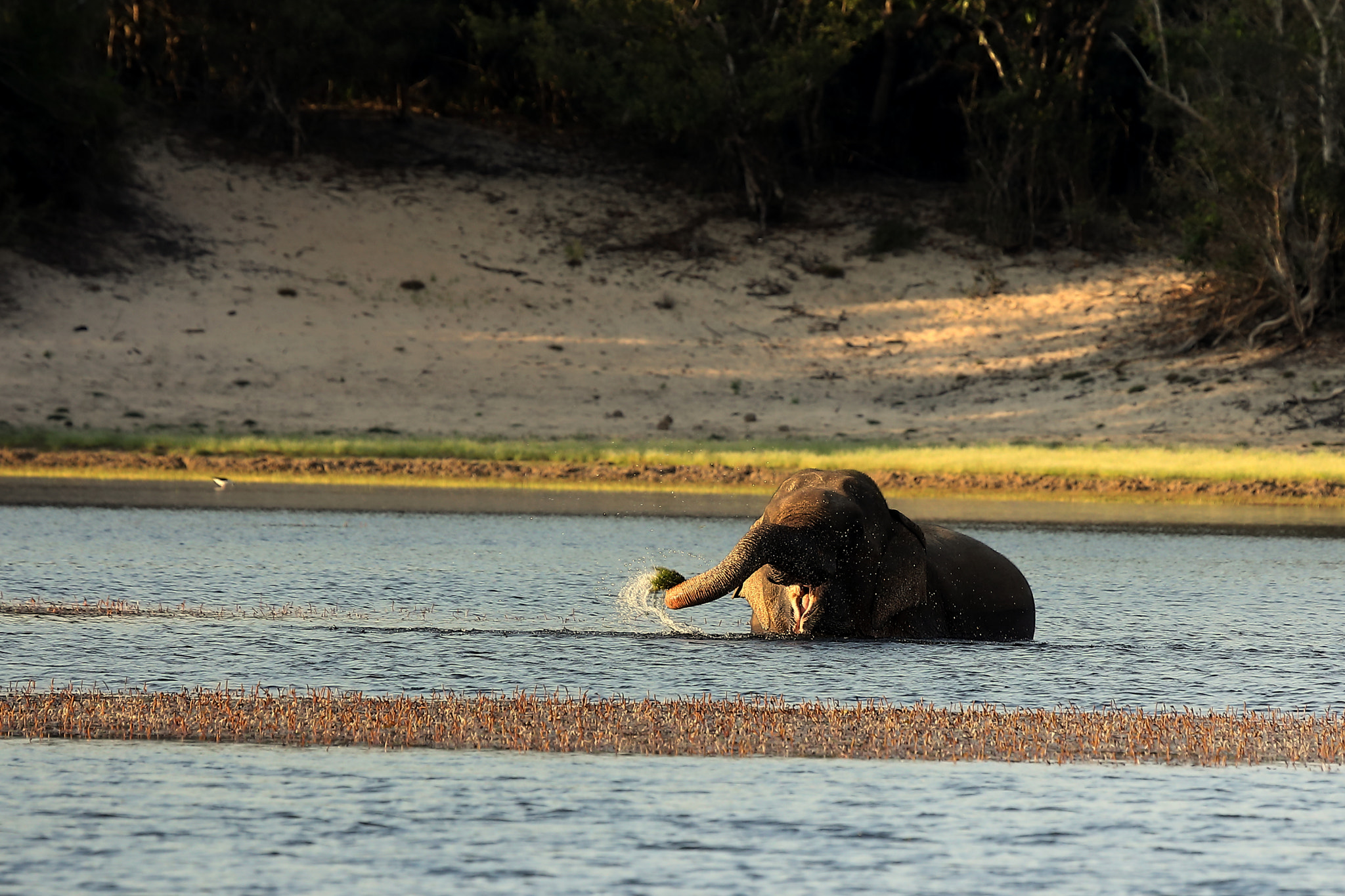 Canon EF 100-400mm F4.5-5.6L IS USM sample photo. Elephant photography