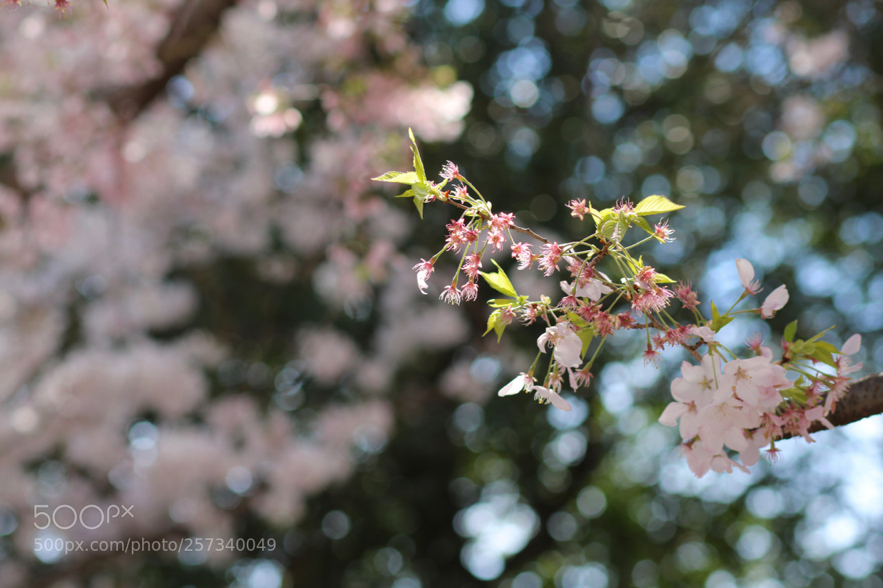 Canon EOS 750D (EOS Rebel T6i / EOS Kiss X8i) sample photo. April abstract photography