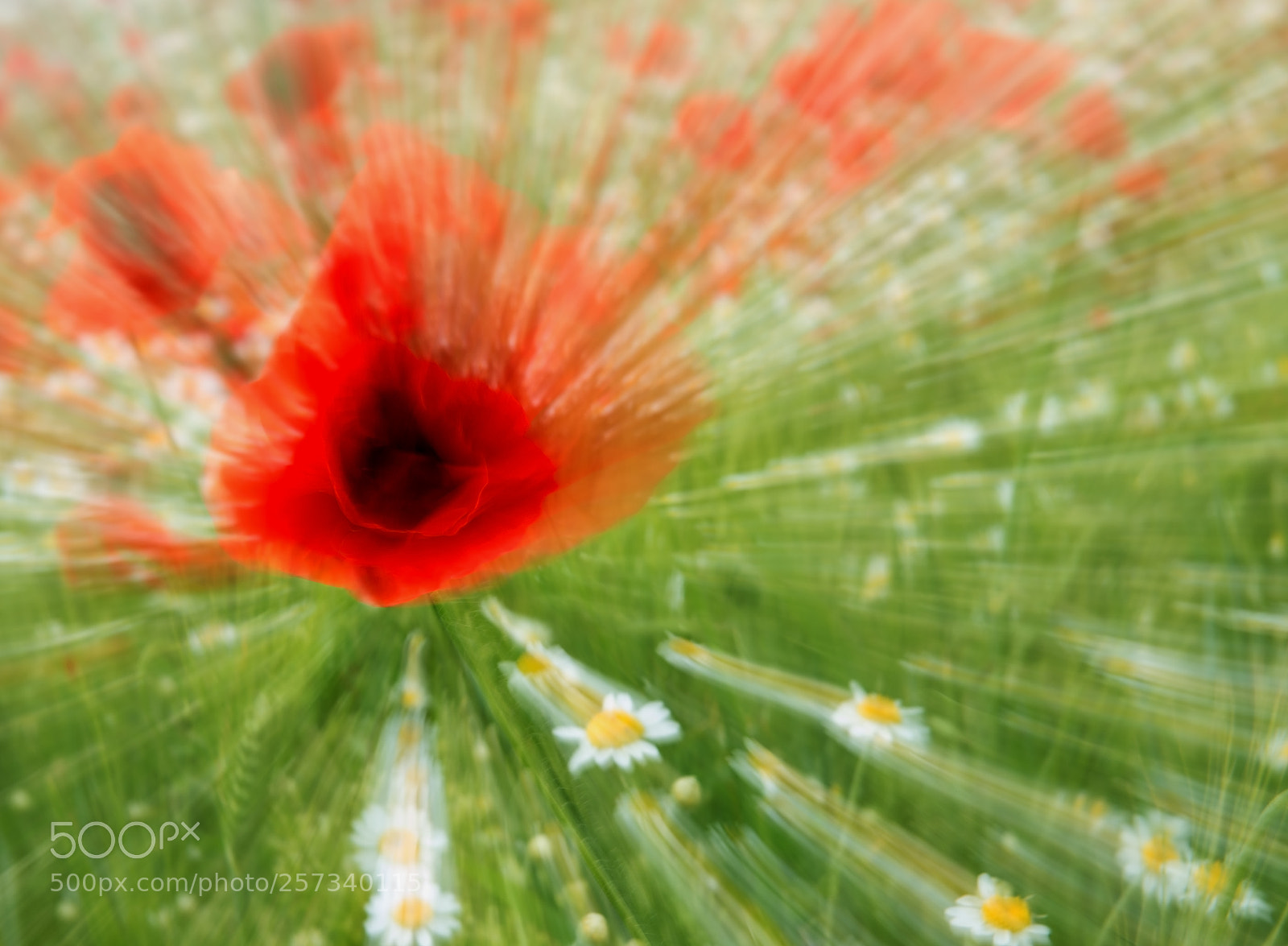 Nikon D800 sample photo. ___zoooom___ photography