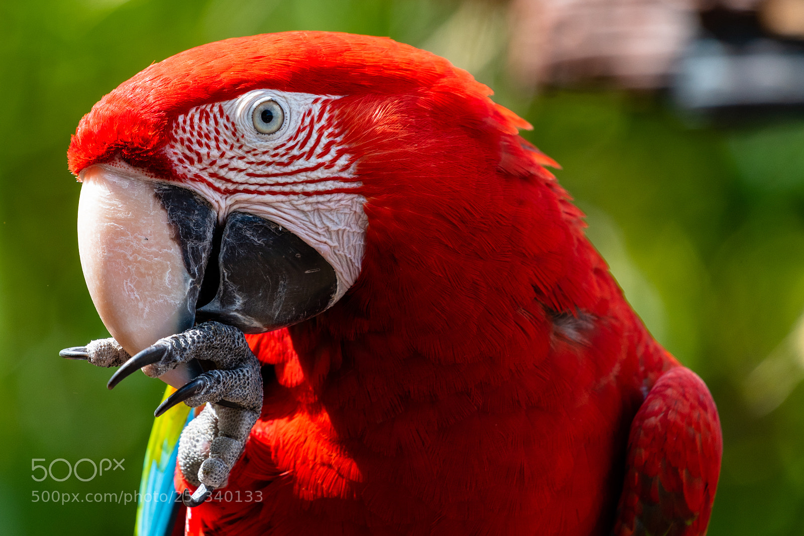 Nikon D750 sample photo. A red macaw photography