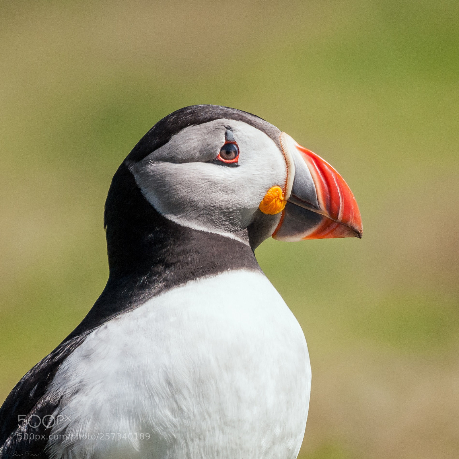 Nikon D300 sample photo. Puffin portrait photography