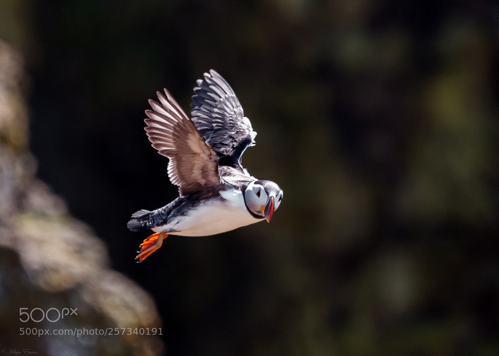 Nikon D300 sample photo. Flight photography