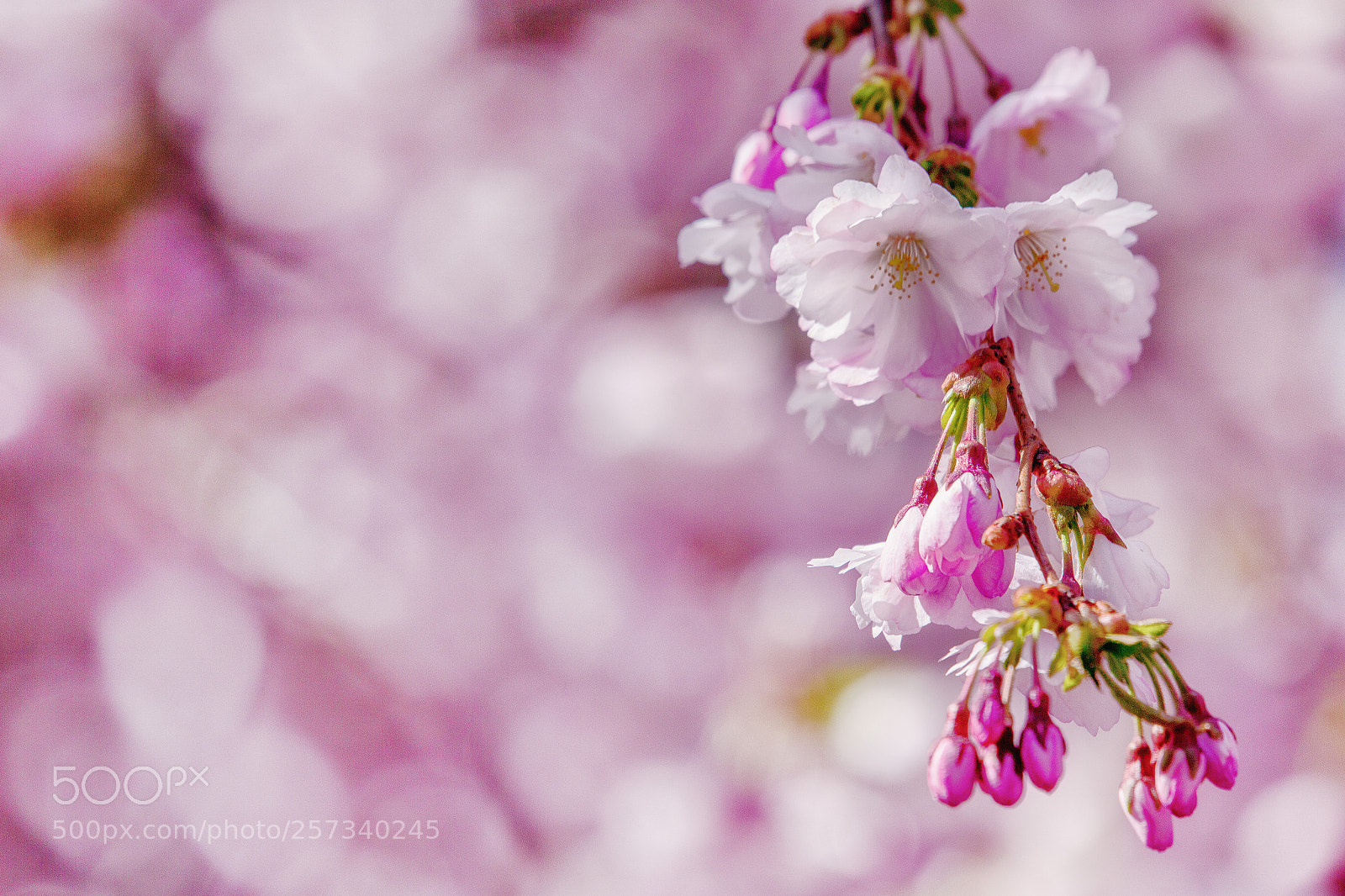 Canon EOS 6D sample photo. Pink! photography