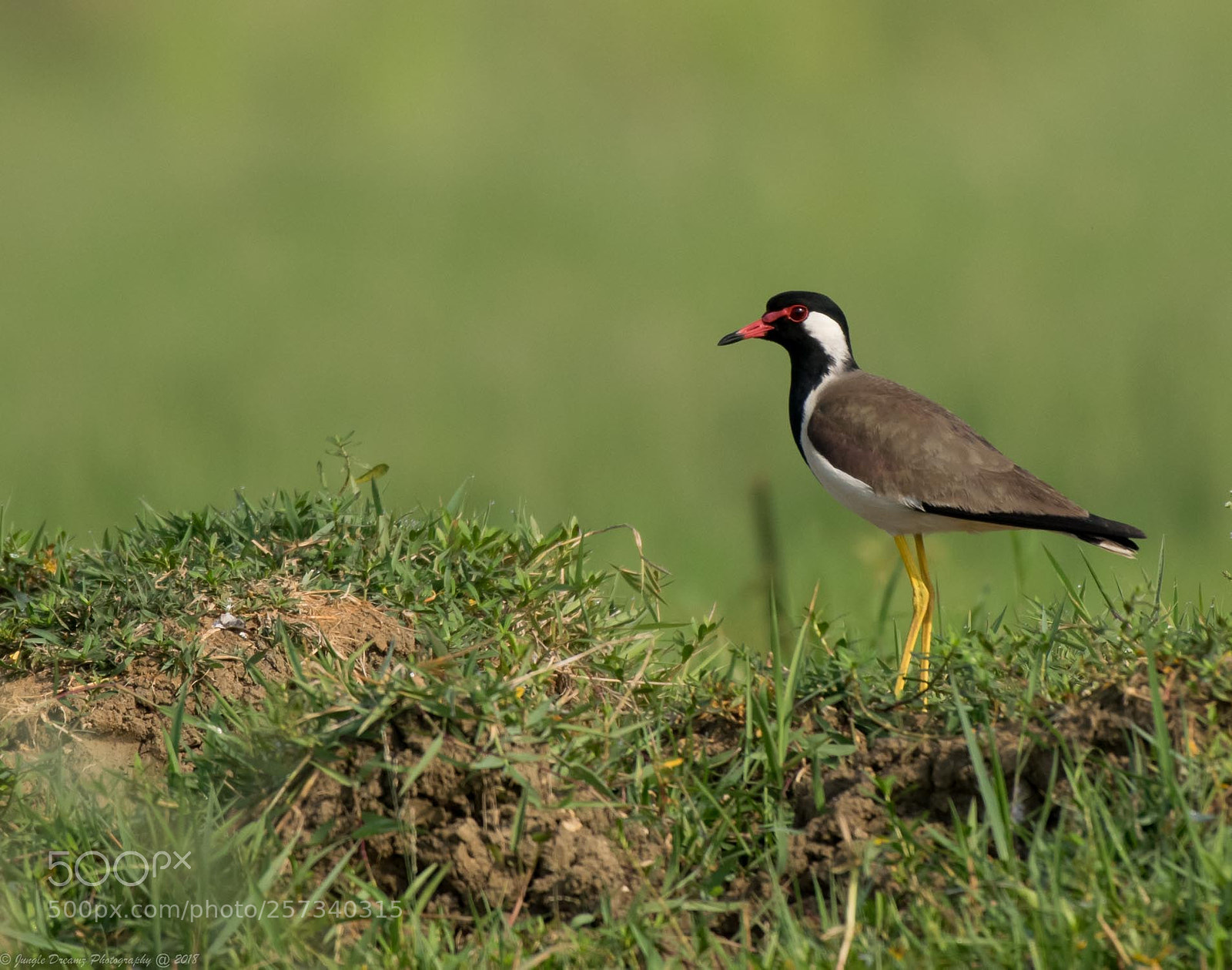 Nikon D5300 sample photo. Red walting lapwing photography