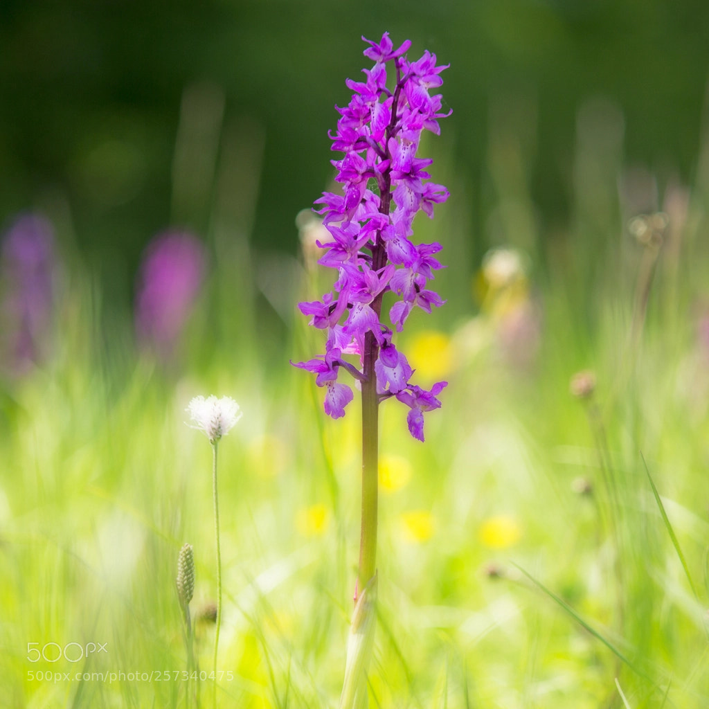 Canon EOS 60D sample photo. Orchis morio photography