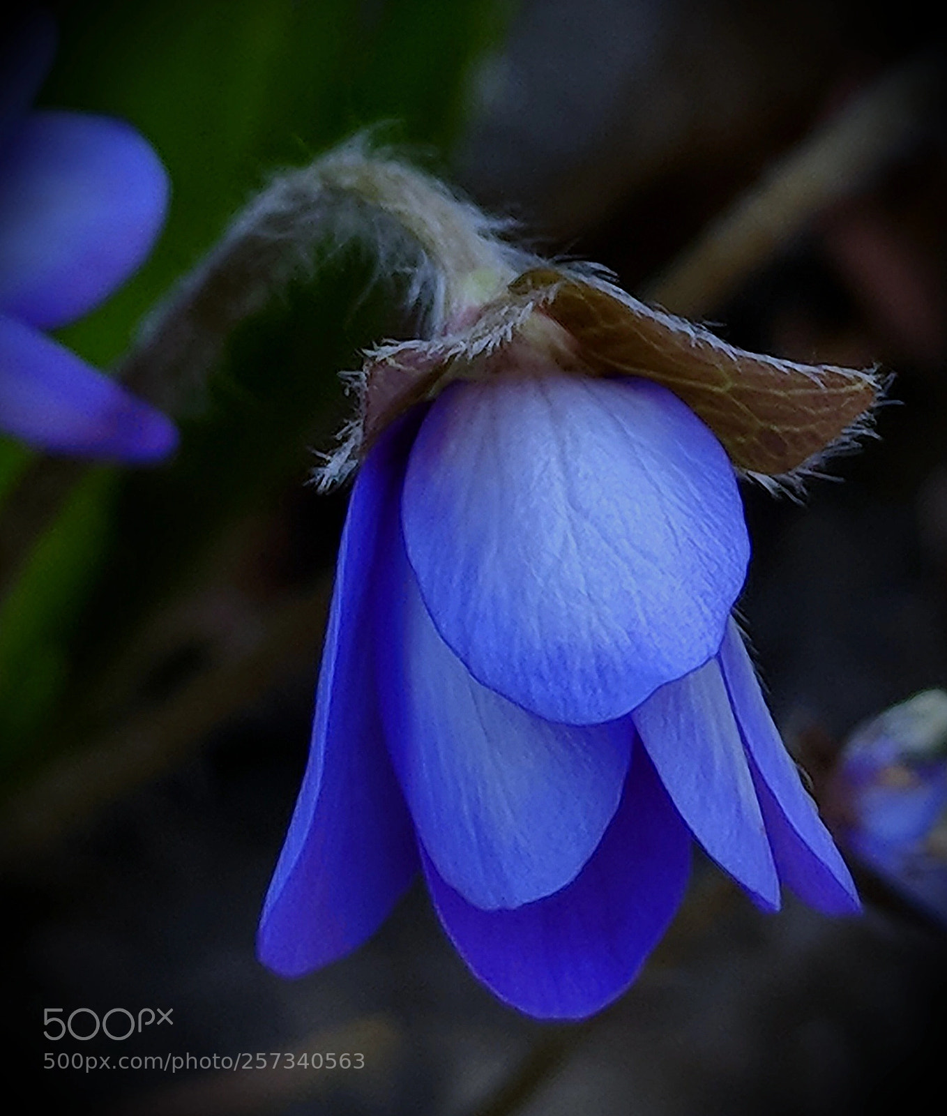 Google Pixel XL sample photo. Hepatica nobilis  photography