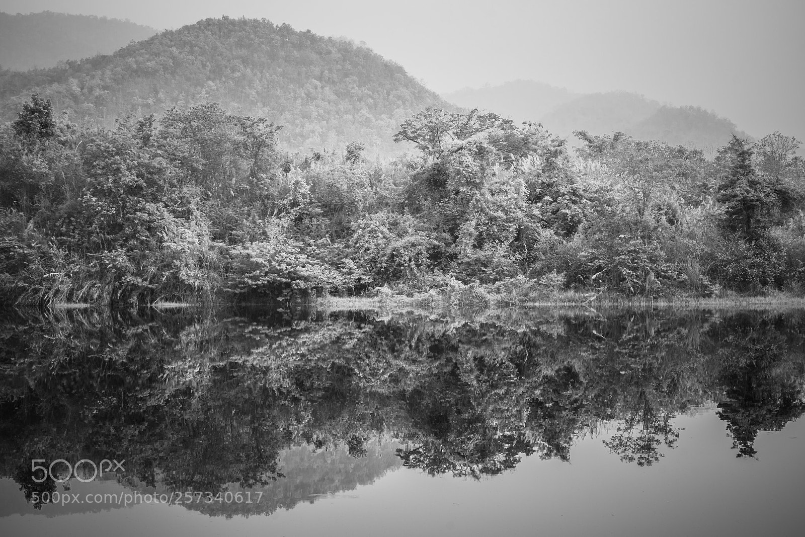 Canon EOS-1D Mark IV sample photo. Forest in bw photography
