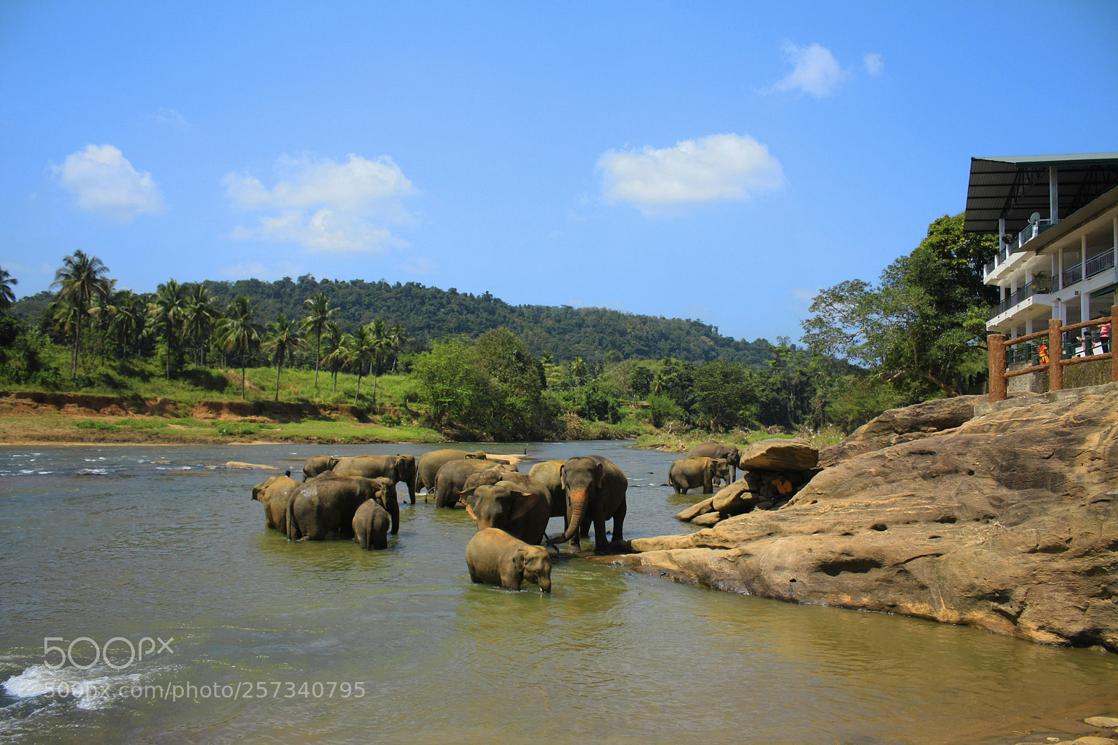 Canon EOS 450D (EOS Rebel XSi / EOS Kiss X2) sample photo. Elephants in water photography