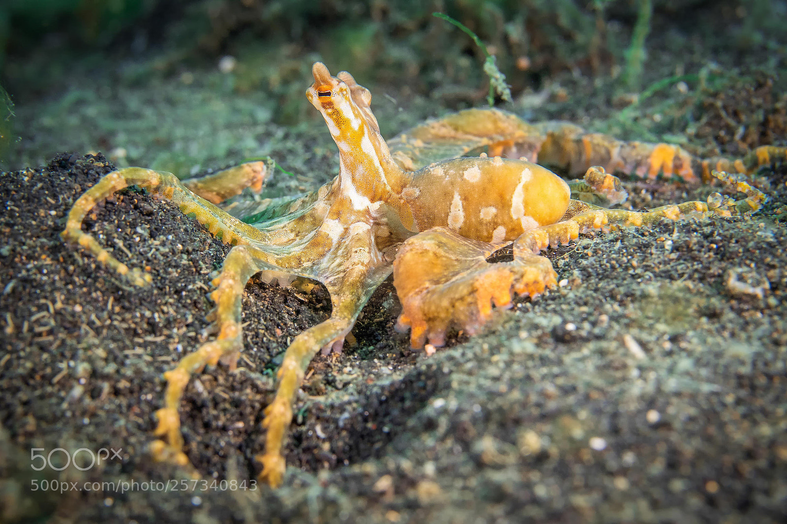 Olympus OM-D E-M1 sample photo. Wonderpus octopus - lembeh-strait photography