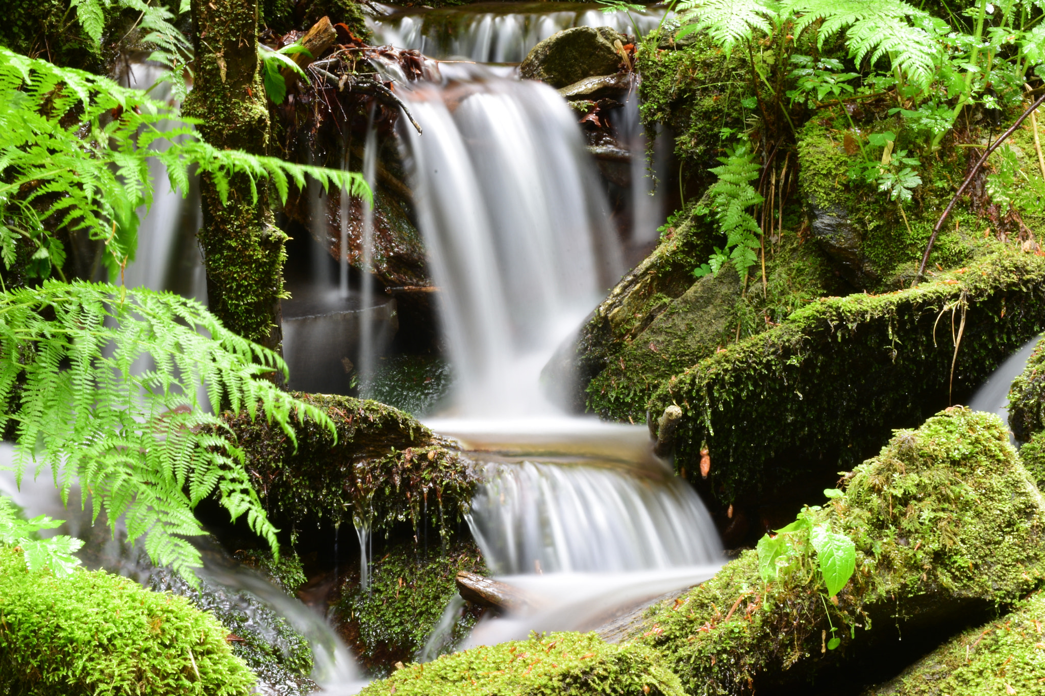 Nikon D7200 sample photo. Fresh water photography