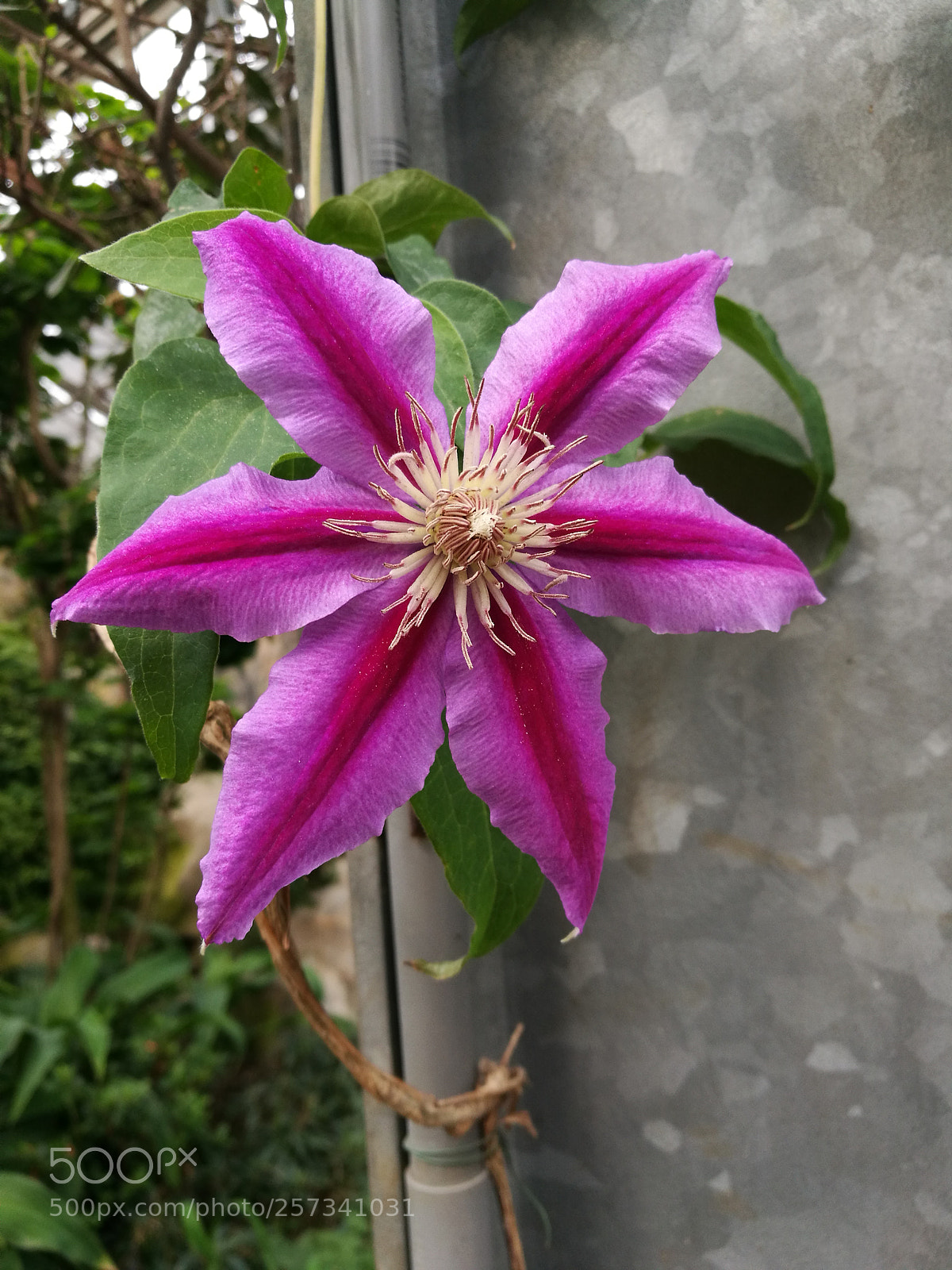 HUAWEI P9 sample photo. Alpine flower photography