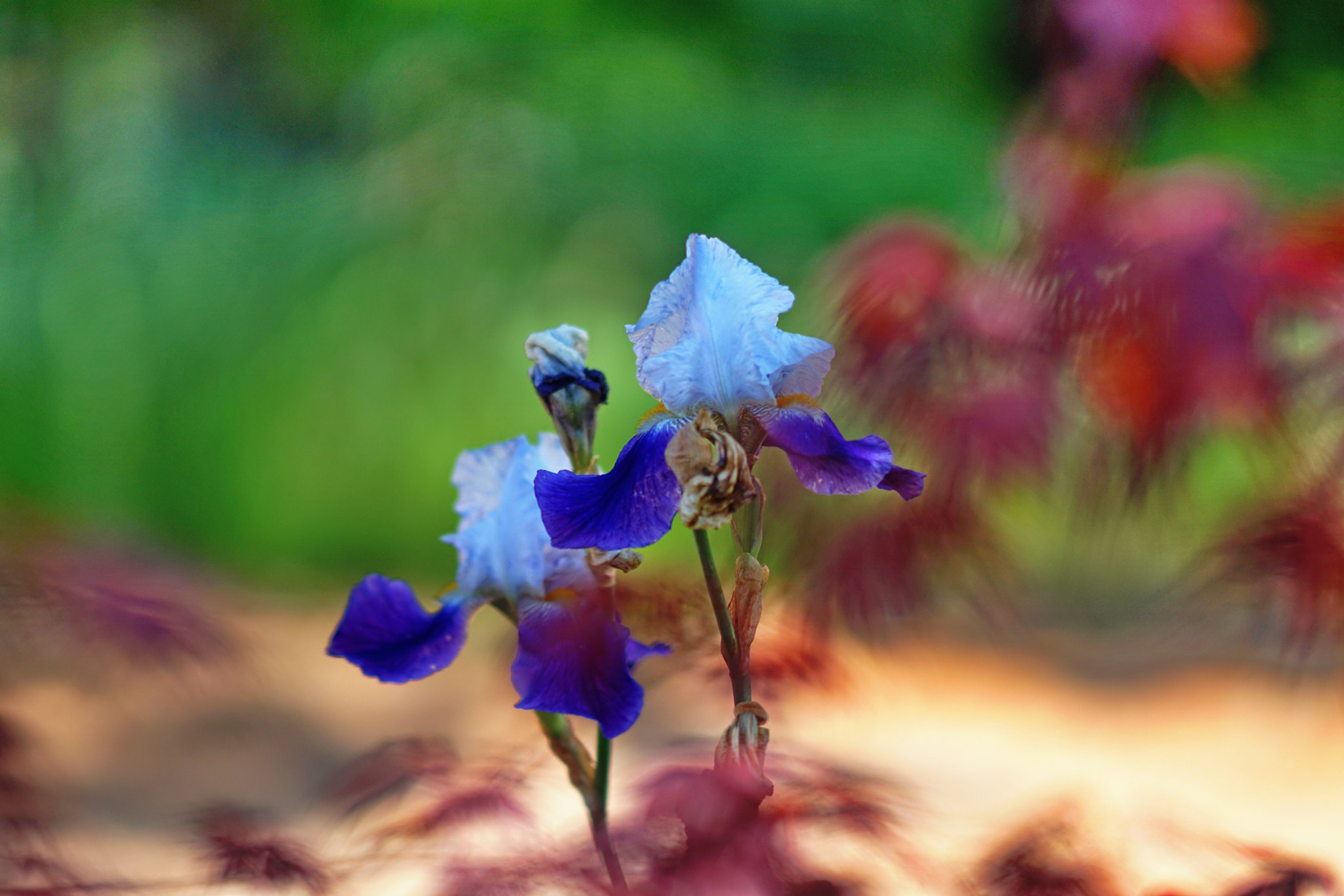 Sony Sonnar T* 135mm F1.8 ZA sample photo. Ml photography