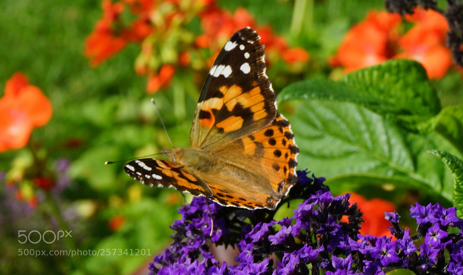 Sony Alpha NEX-7 sample photo. Butterfly kisses photography