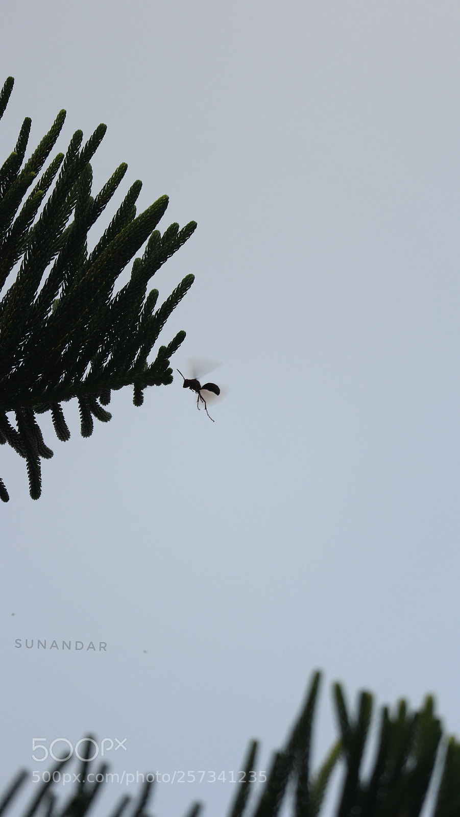 Canon EOS M10 sample photo. Fly ant photography