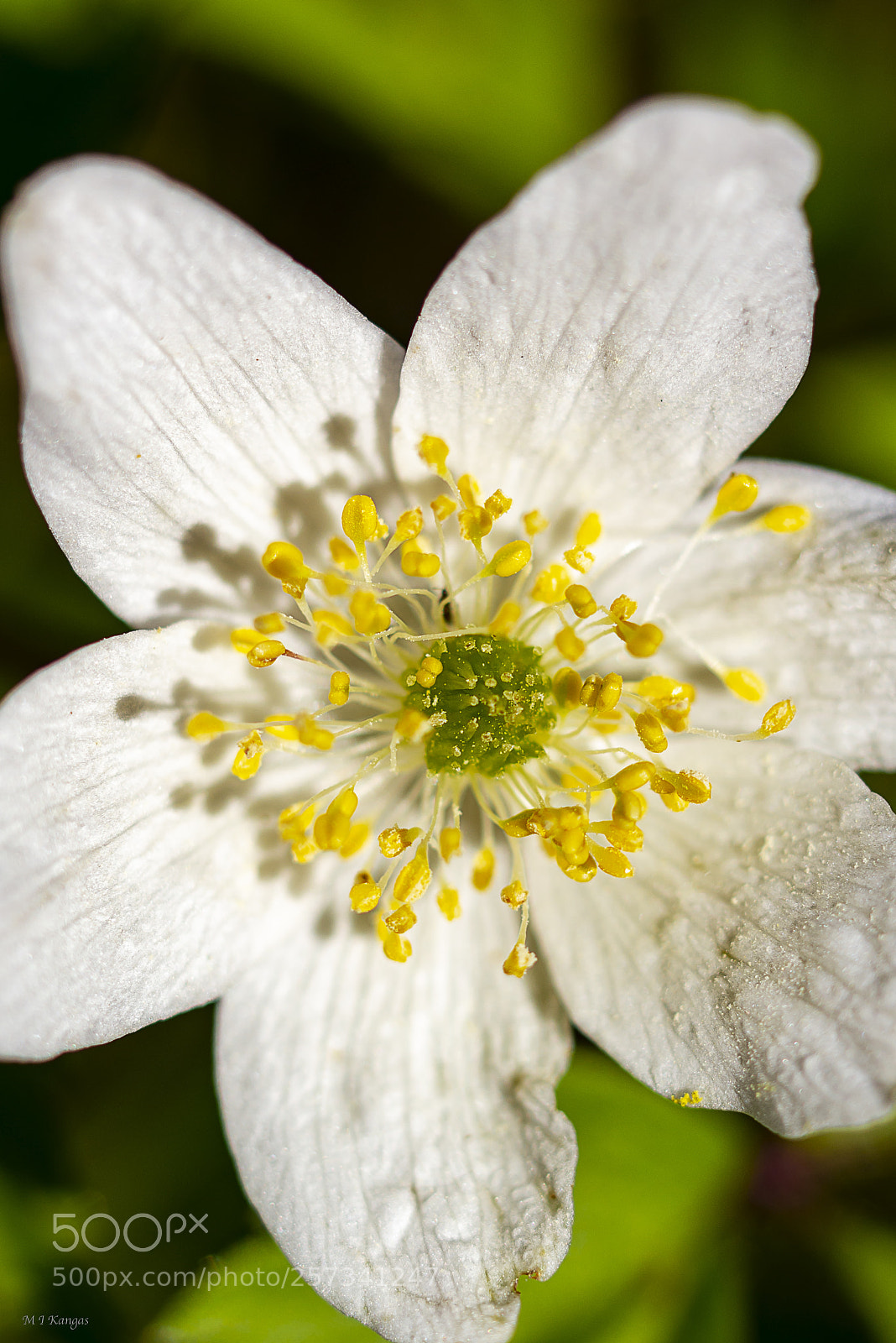 Nikon D610 sample photo. Anemone closeup photography